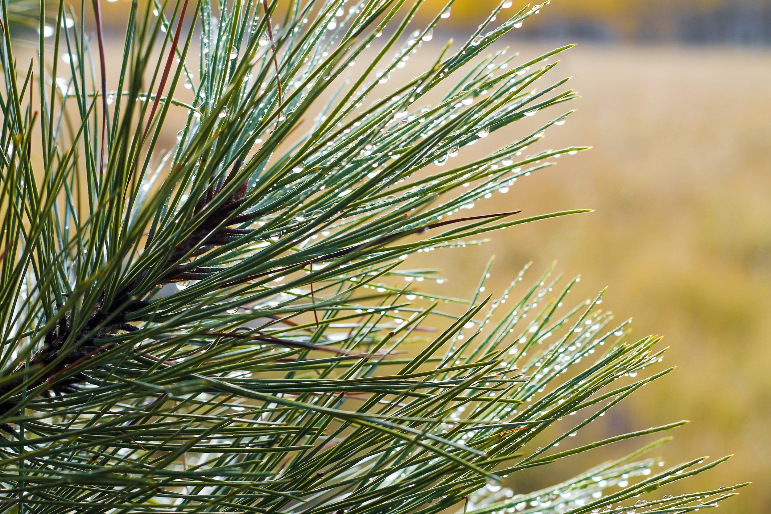 Außergewöhnliche Sorten