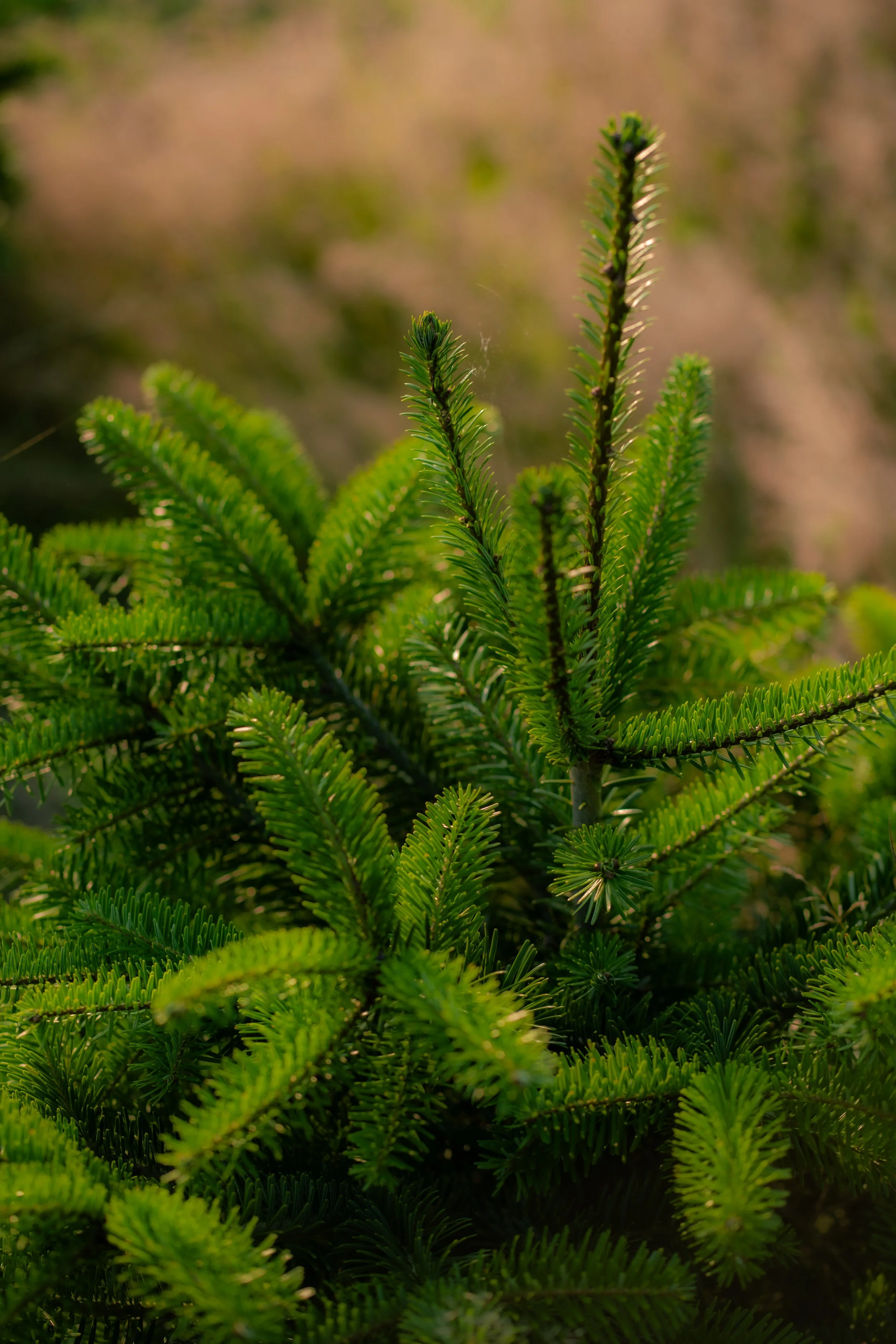 Nahaufnahme unserer Nordmanntannen