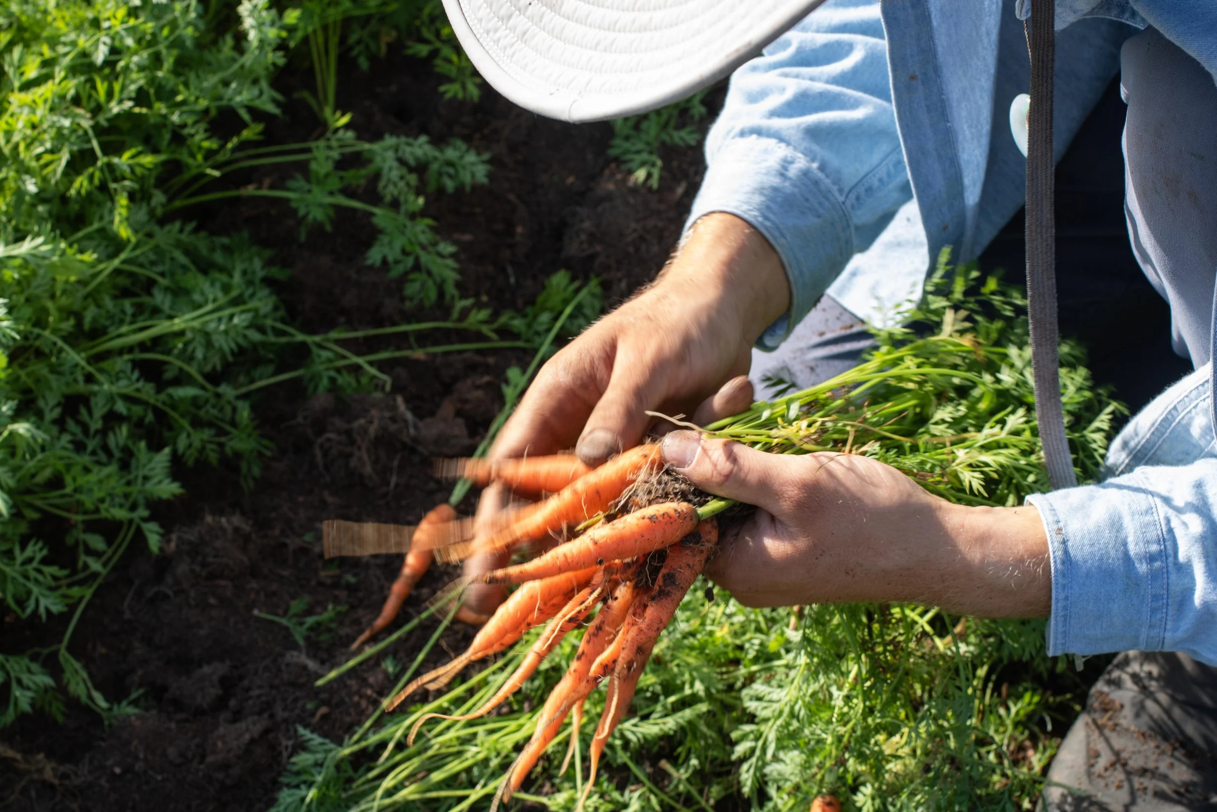 A person harvesting freshly dug carrots from the garden, with soil and green carrot tops surrounding them.
