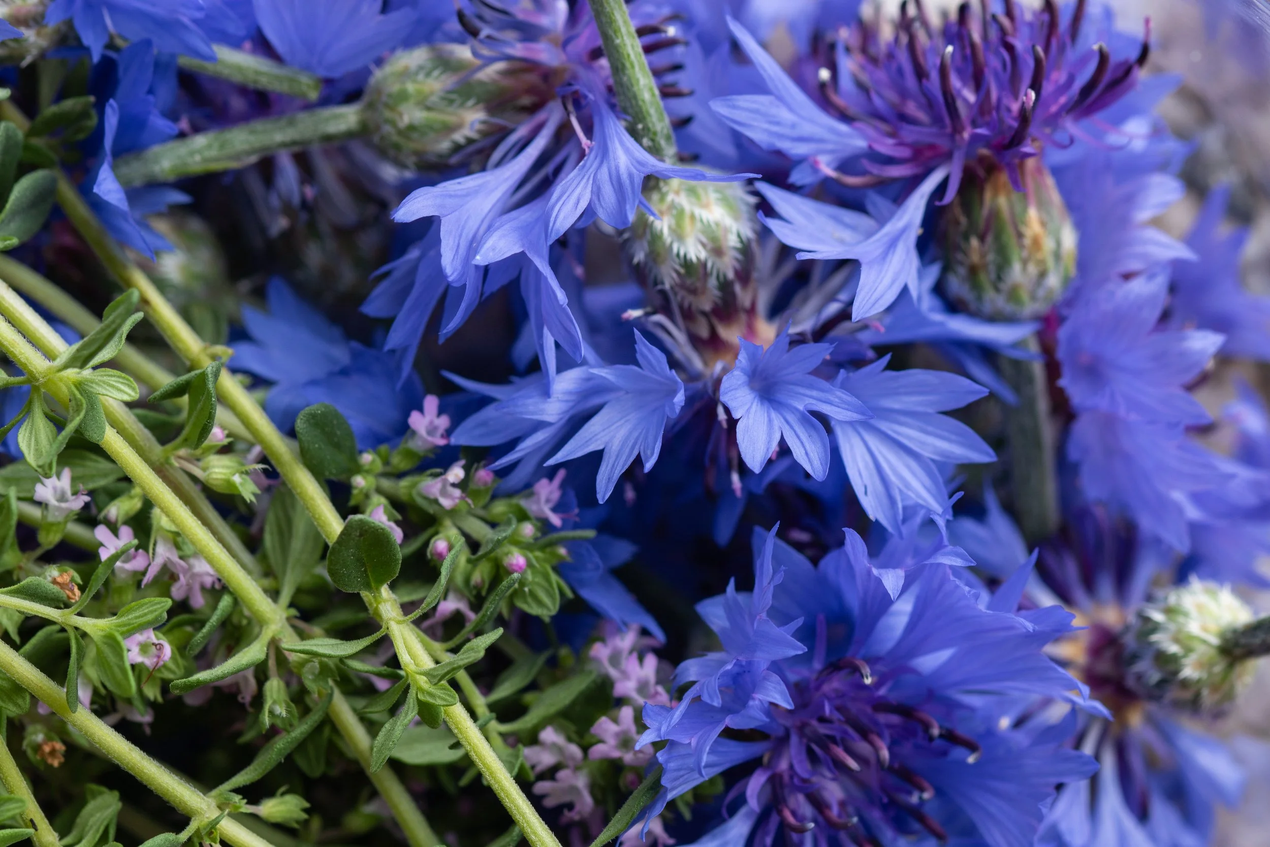 Close-up of blue and purple flowers with green stems and small leaves.