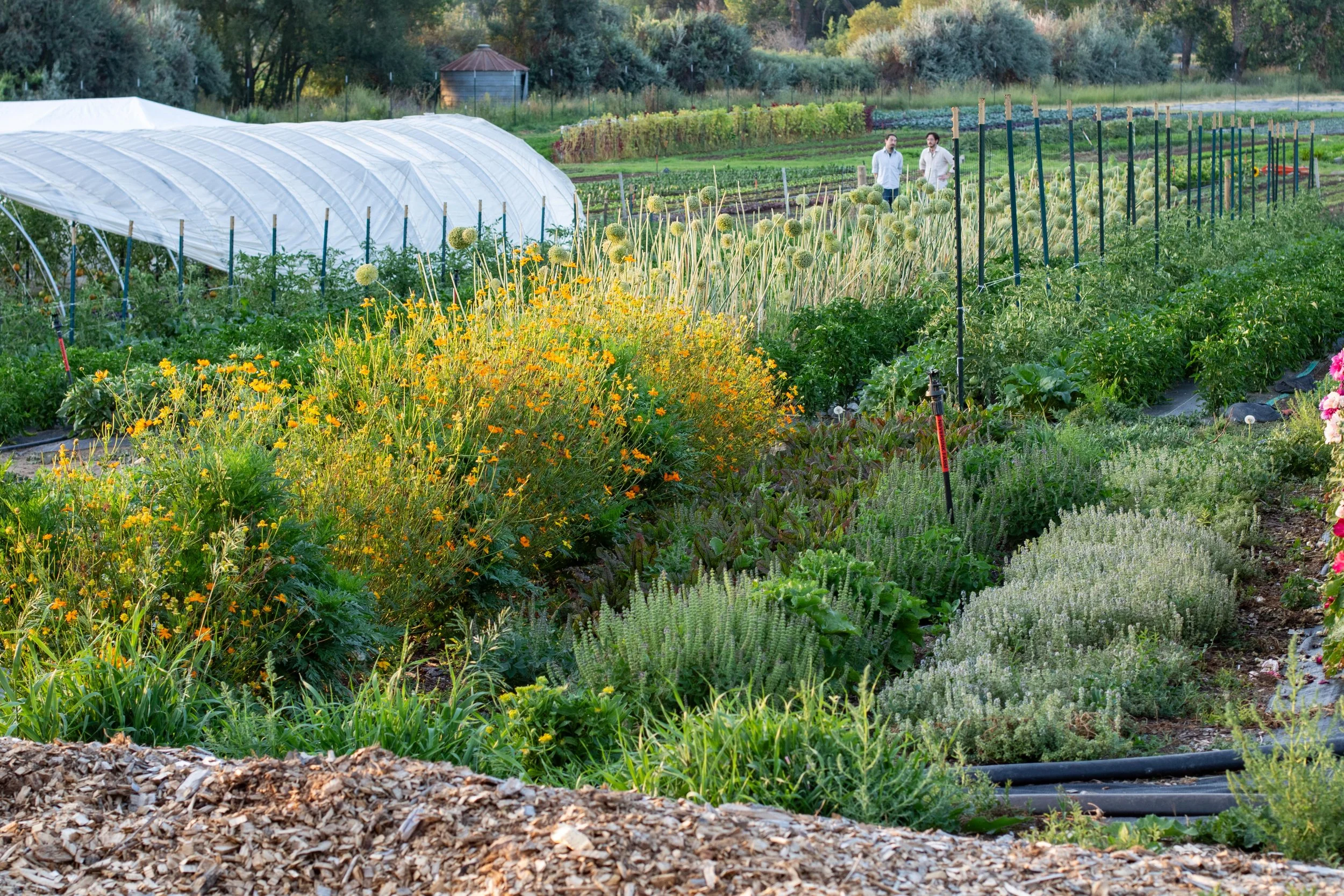 A lush vegetable garden with flowering plants, greenhouses, and two people in the background, situated in a rural area with trees and a small structure.