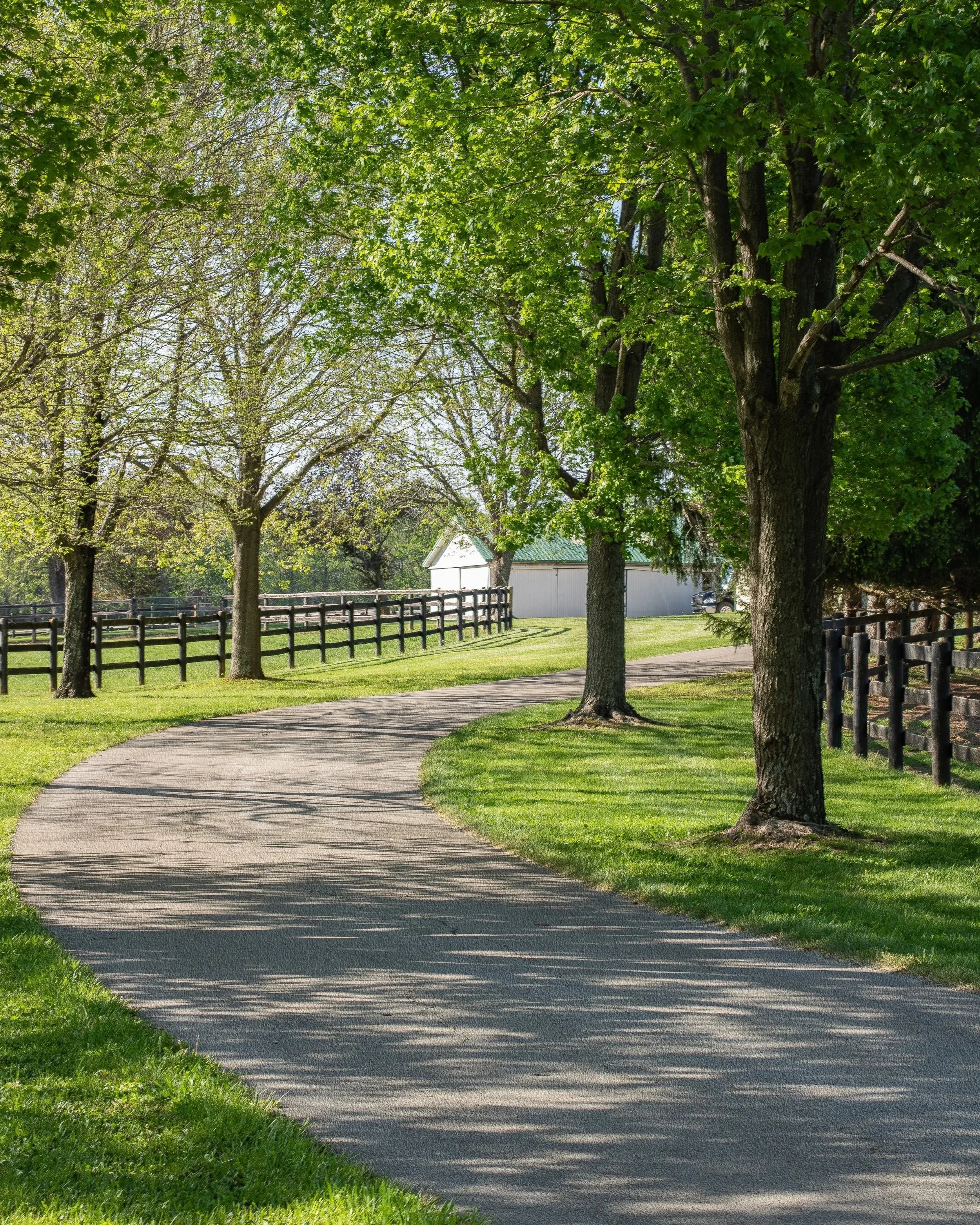 A winding sidewalk through a park with large trees casting shadows on the ground, a fence on the left, and a white building with a green roof in the background.