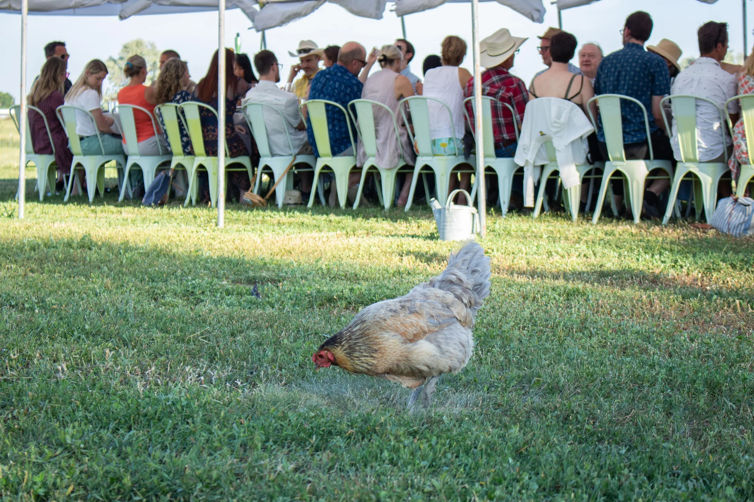 A group of people seated at long tables under a canopy outdoors, with a hen pecking at the grass in the foreground.
