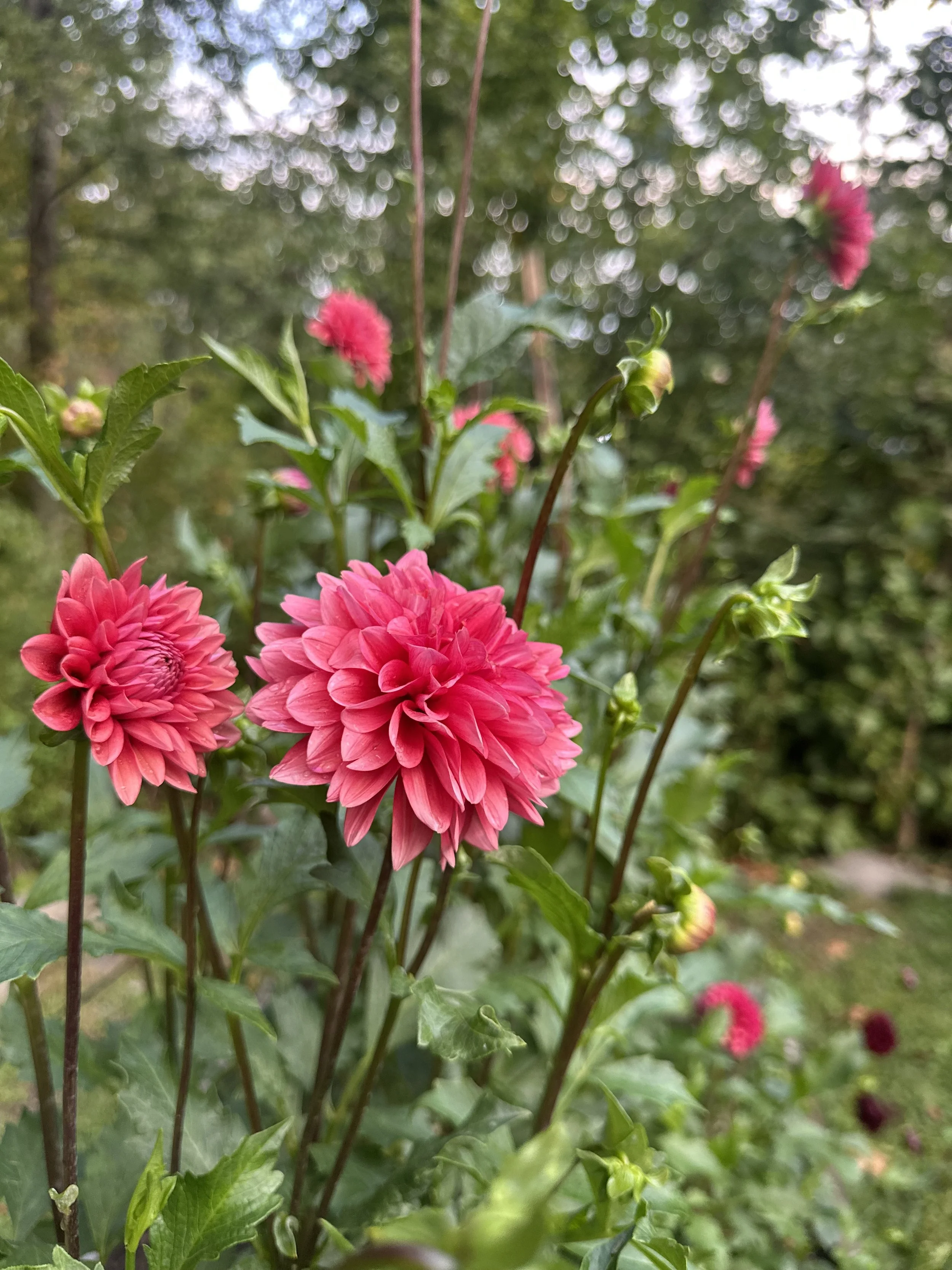 IMG_7619.jpeg
