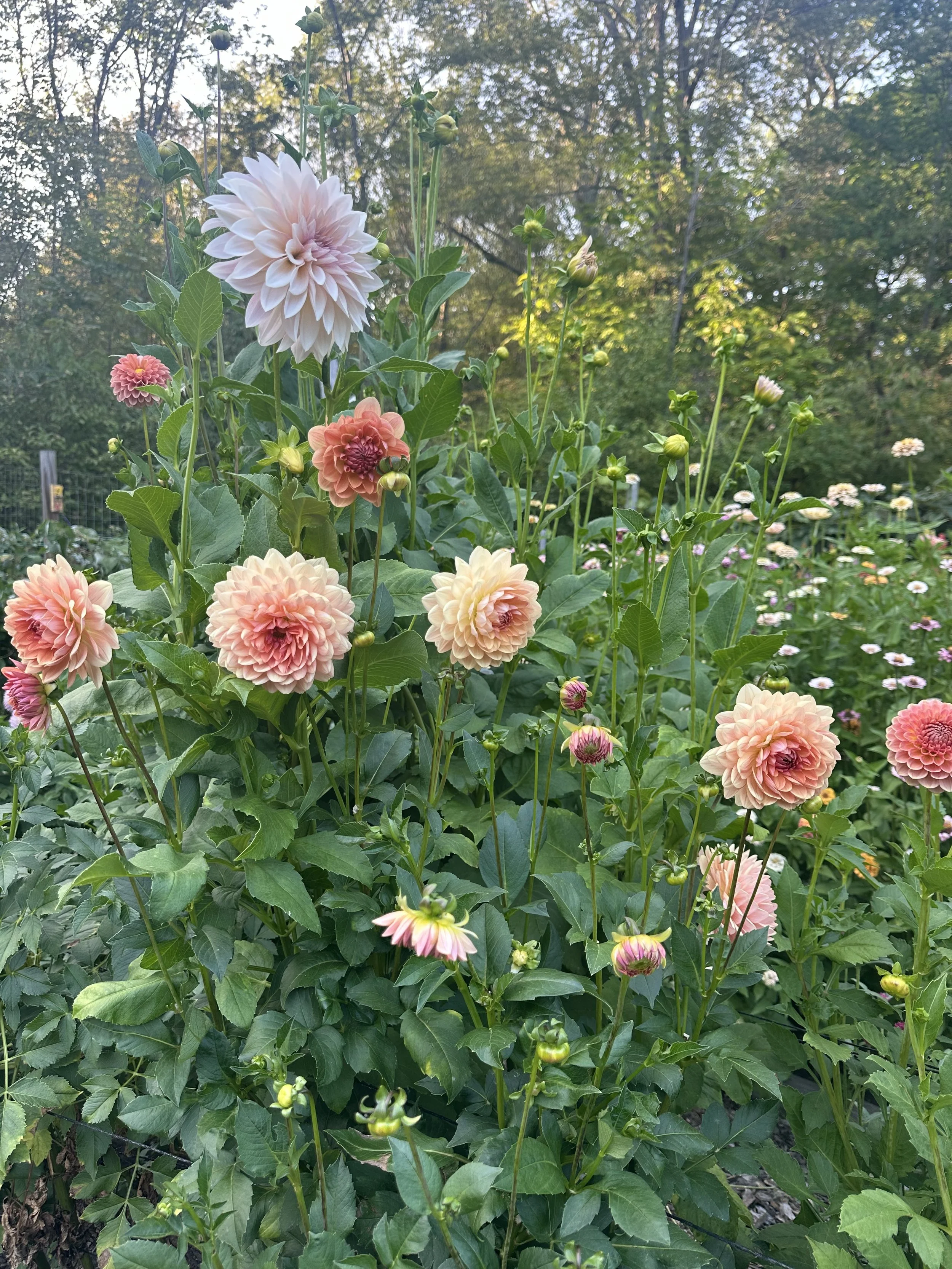 IMG_4749.jpeg