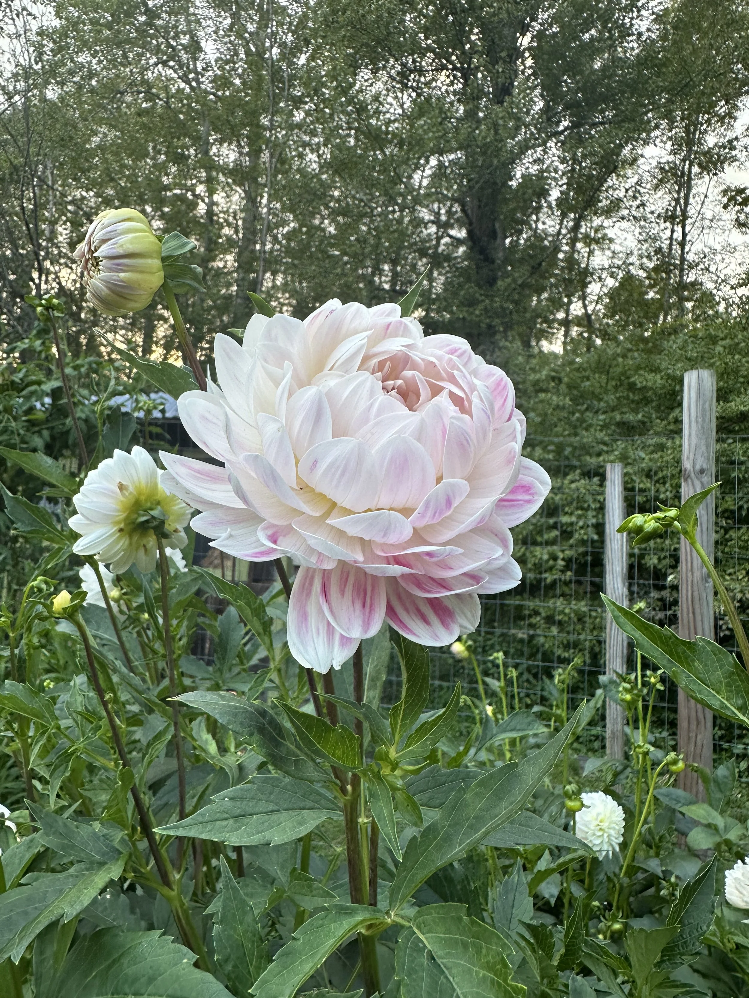 IMG_4527.jpeg