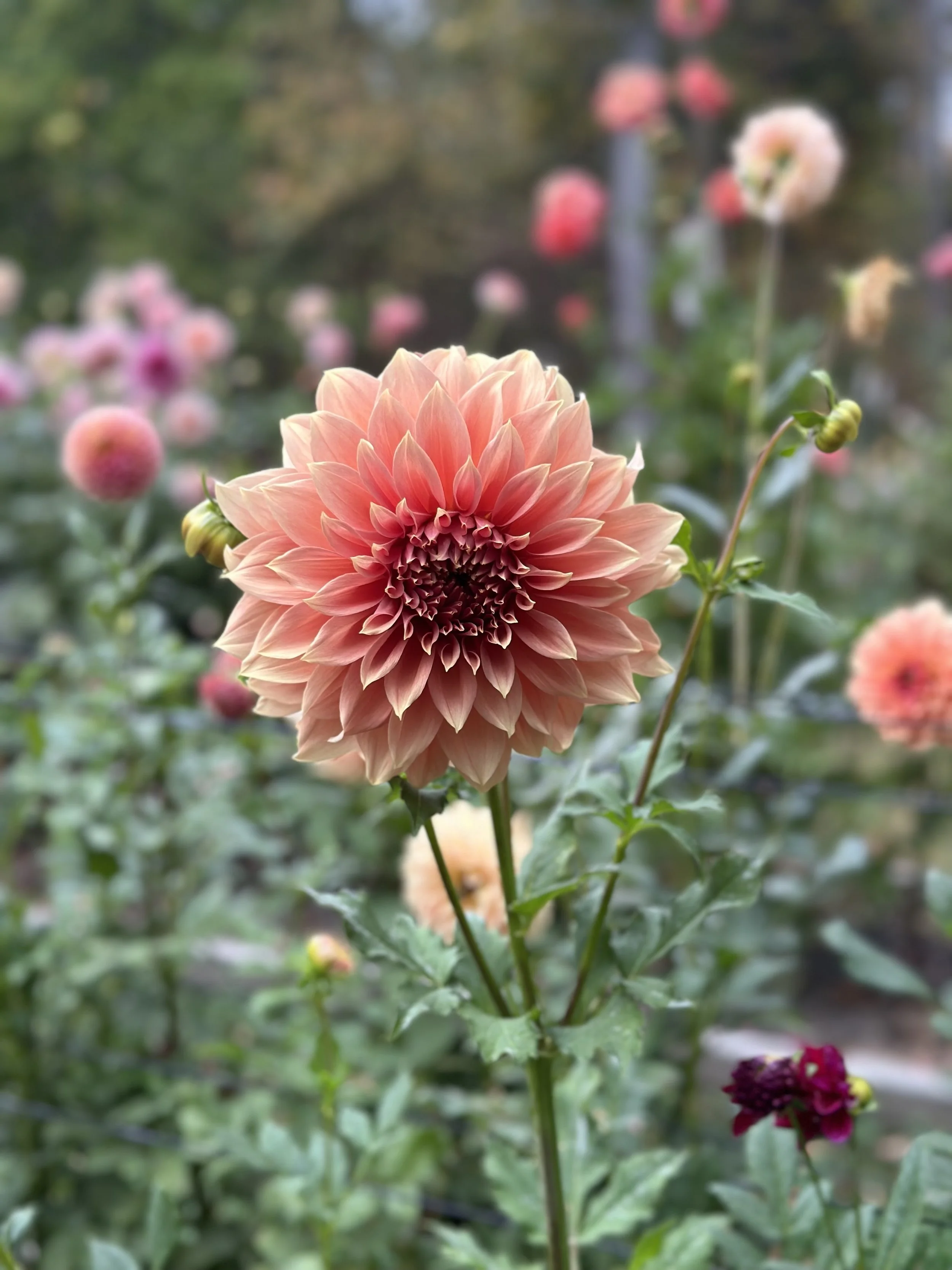 IMG_8231.jpeg