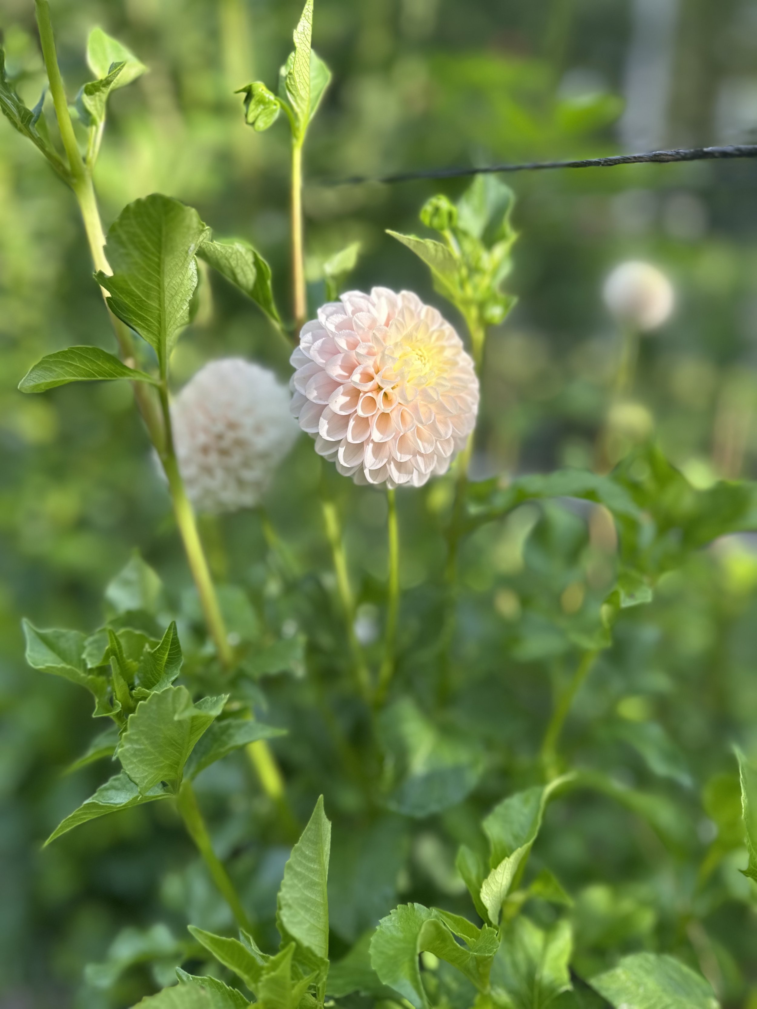 IMG_7435.jpeg