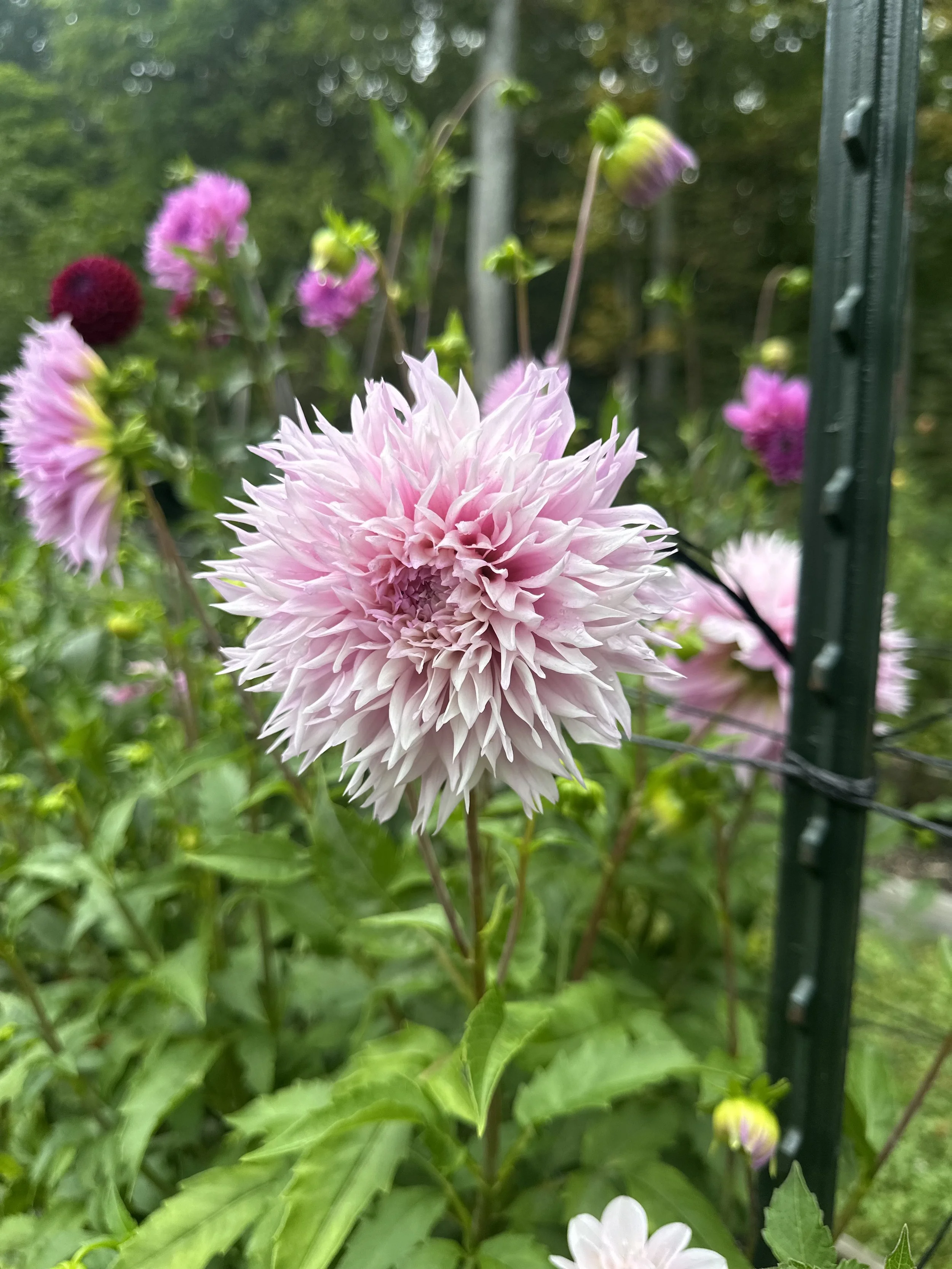 IMG_7626.jpeg