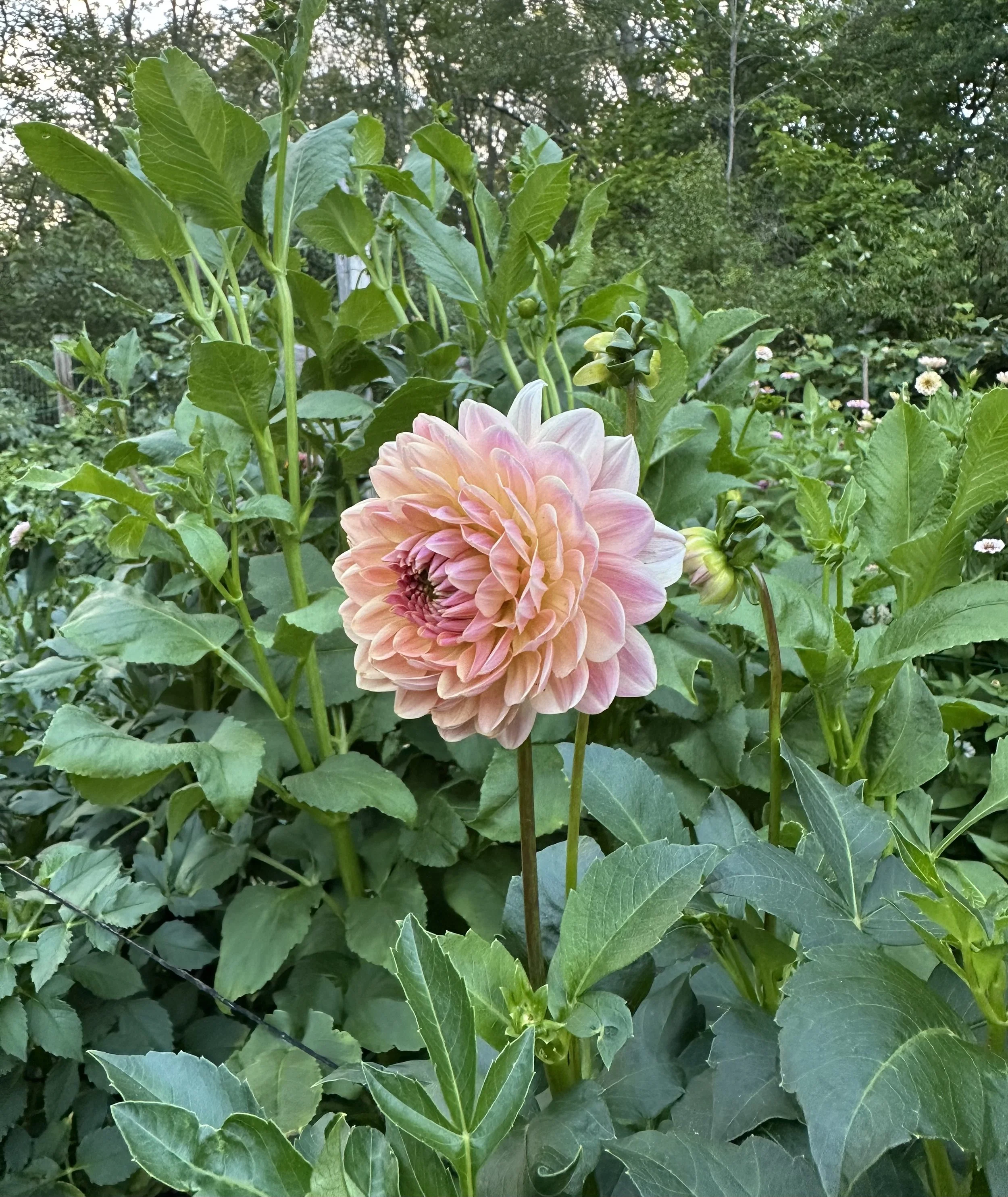 IMG_4378.jpeg