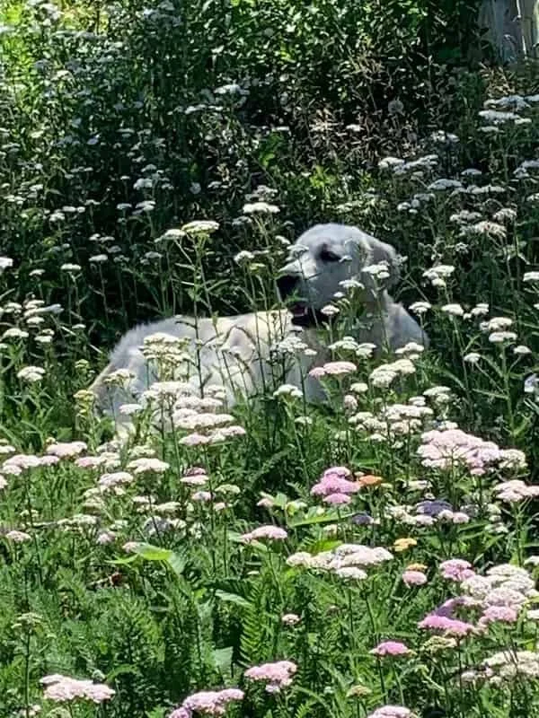Cloud the therapy dog