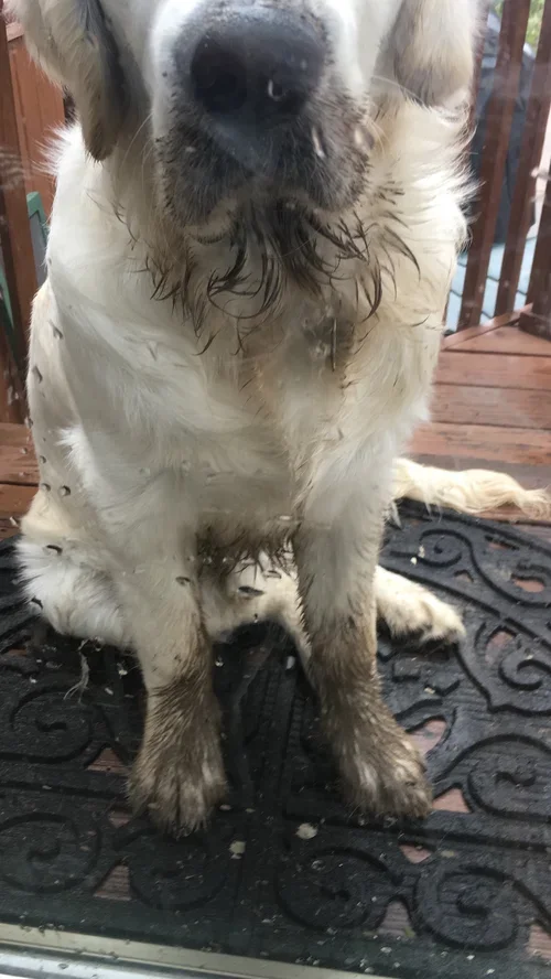 Cloud the therapy dog