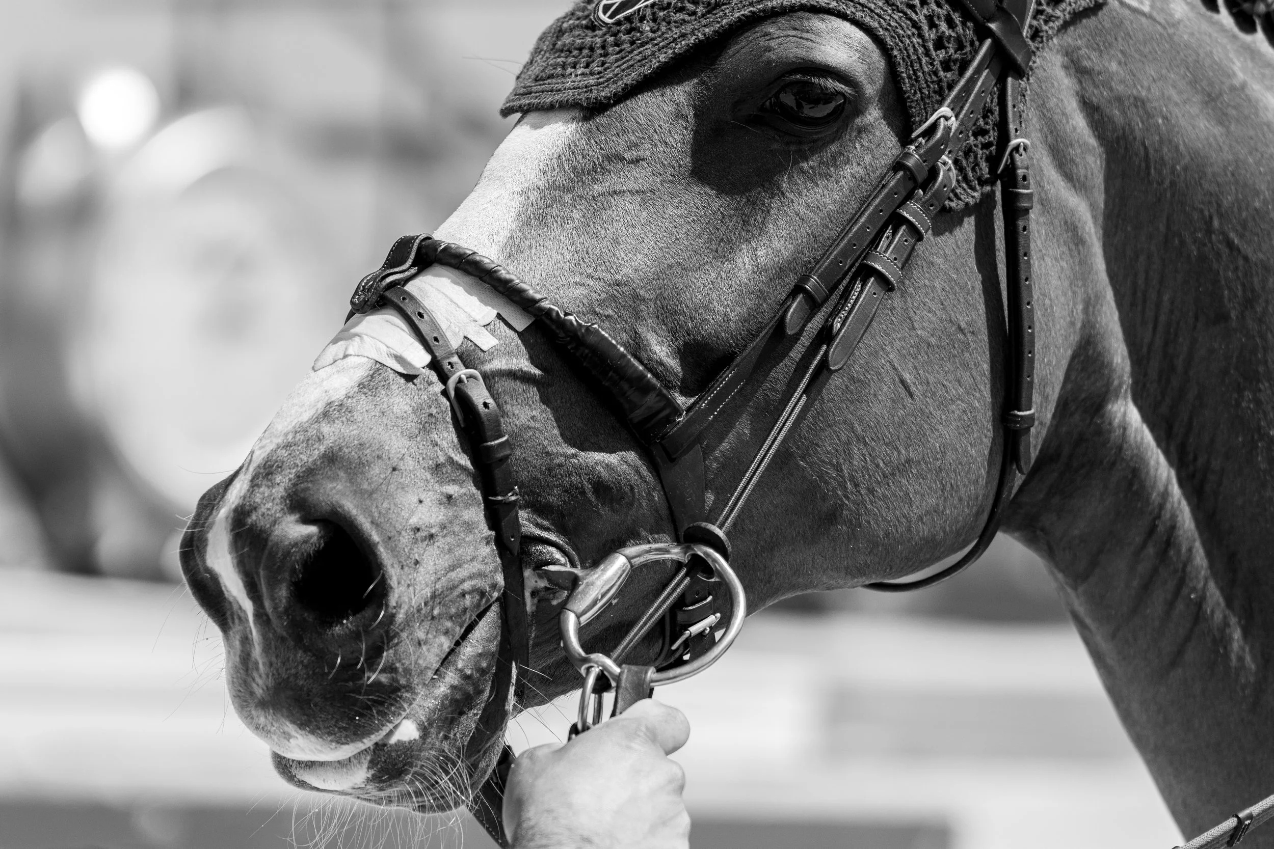 4LonginesMiami 2894.jpg