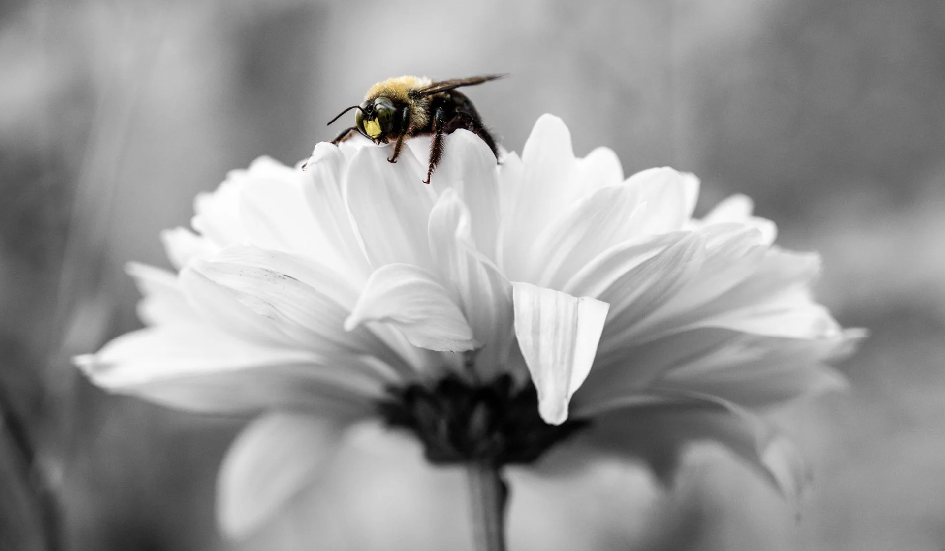 'Splash of Color' Photo Series