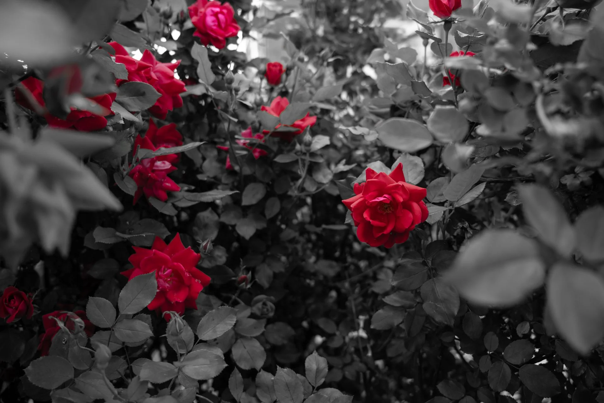 colorsplash (1 of 4).jpg