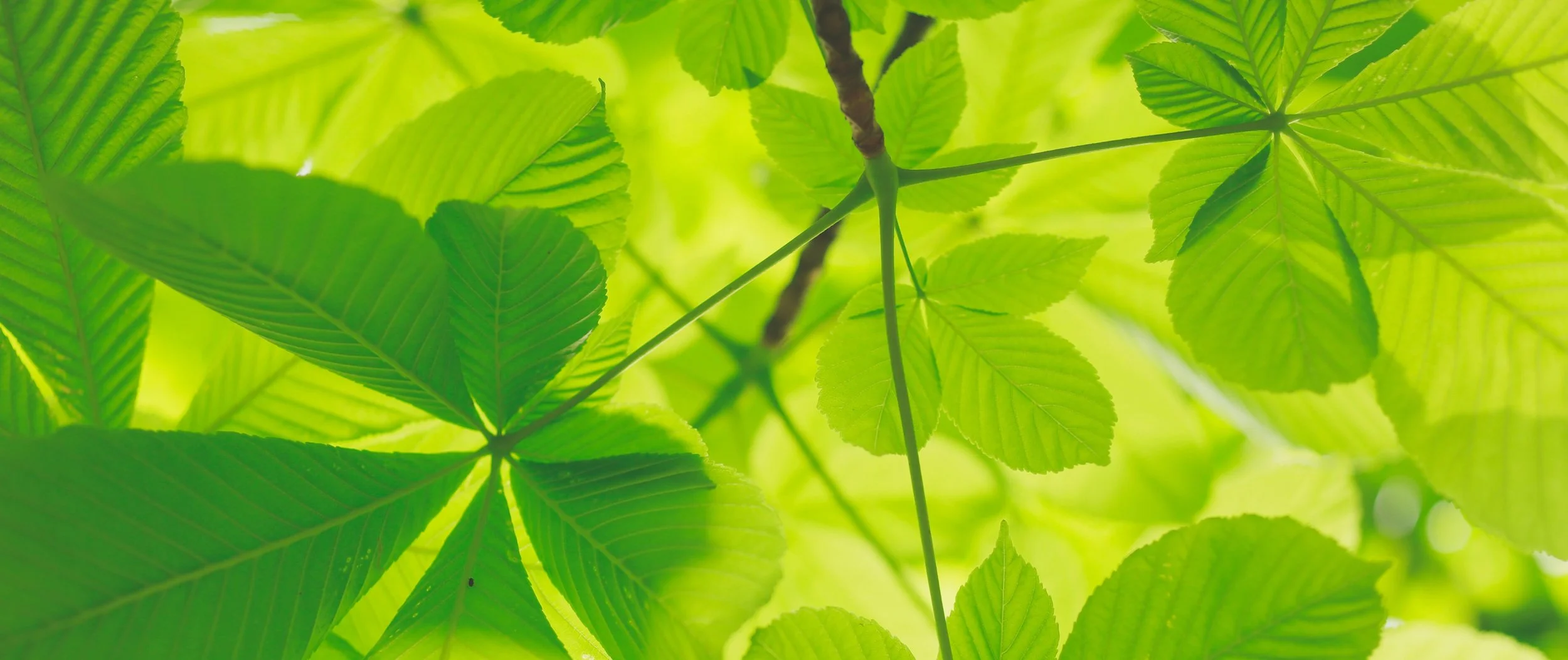 The color we see is what isn’t integrated