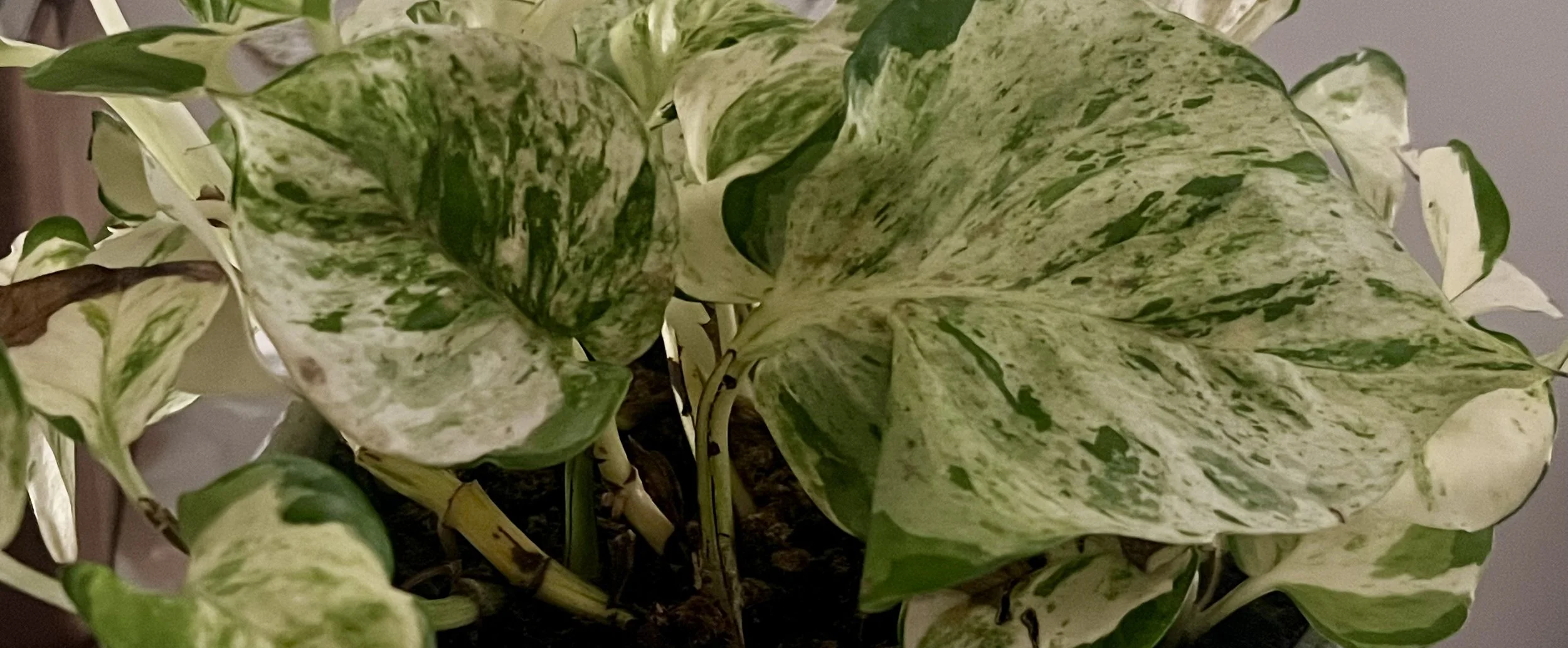 The Parts That Work and the Parts That Make It Worthwhile