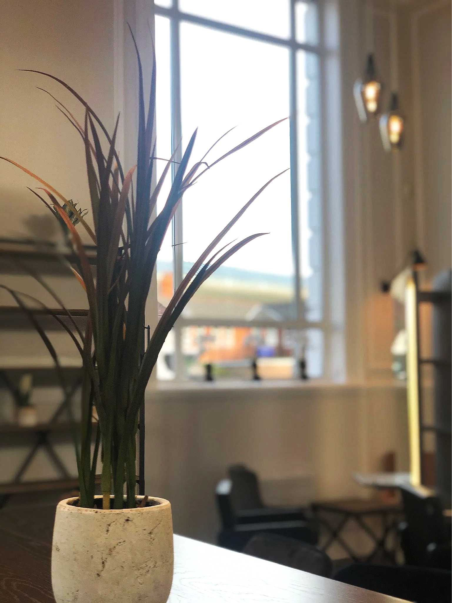 Potted plant with tall, slender leaves on a table in a room with large windows and hanging pendant lights.