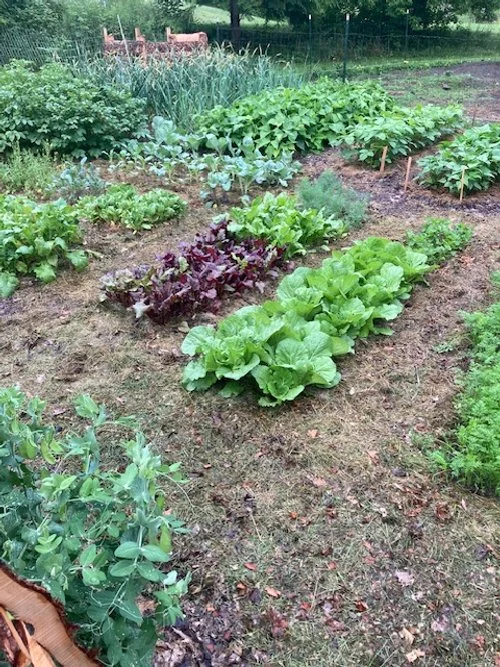 Gardening & Small-Scale Landscaping