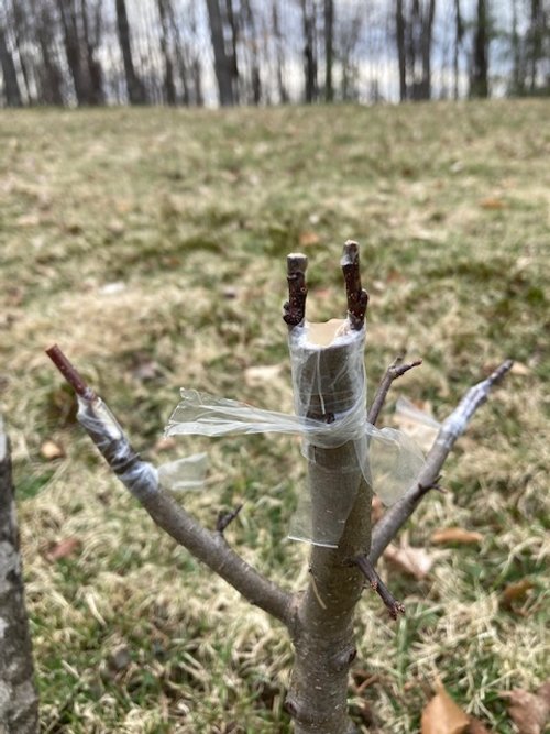Fruit Tree Grafting