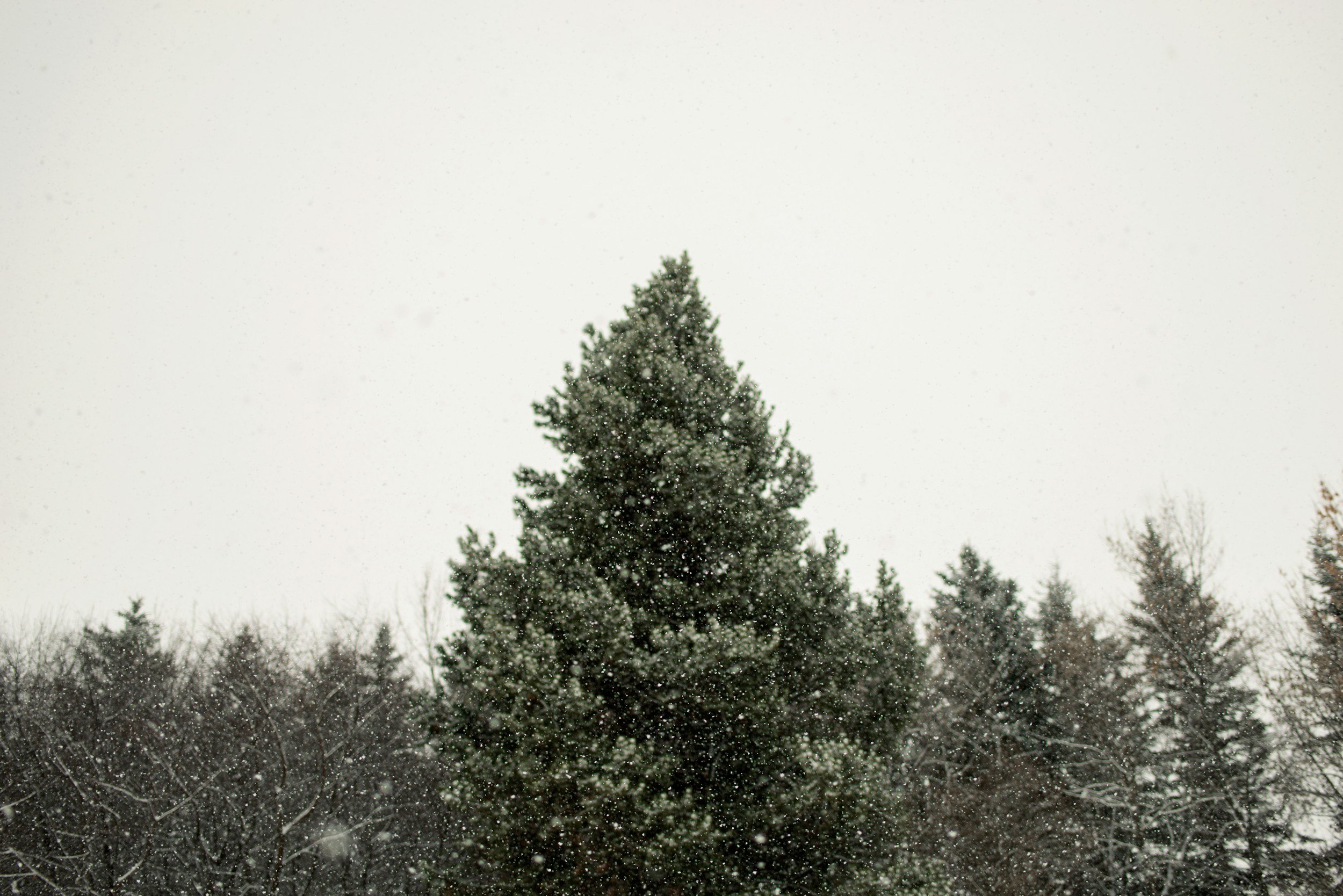 A tall evergreen tree in a snowy landscape with other trees in the background and snow falling.