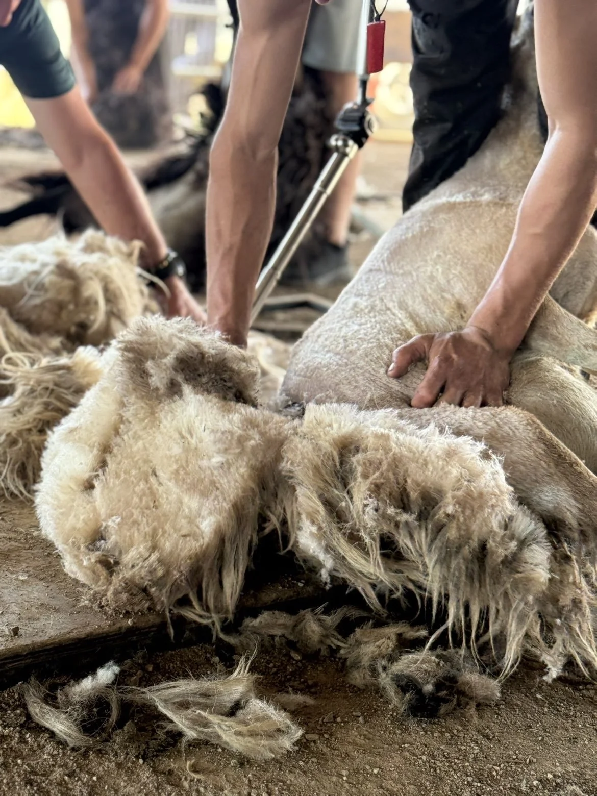 Des personnes tondent un mouton pour obtenir de la laine, dans un environnement intérieur. Le mouton est allongé sur le sol, et les personnes utilisent des outils pour le tondre.