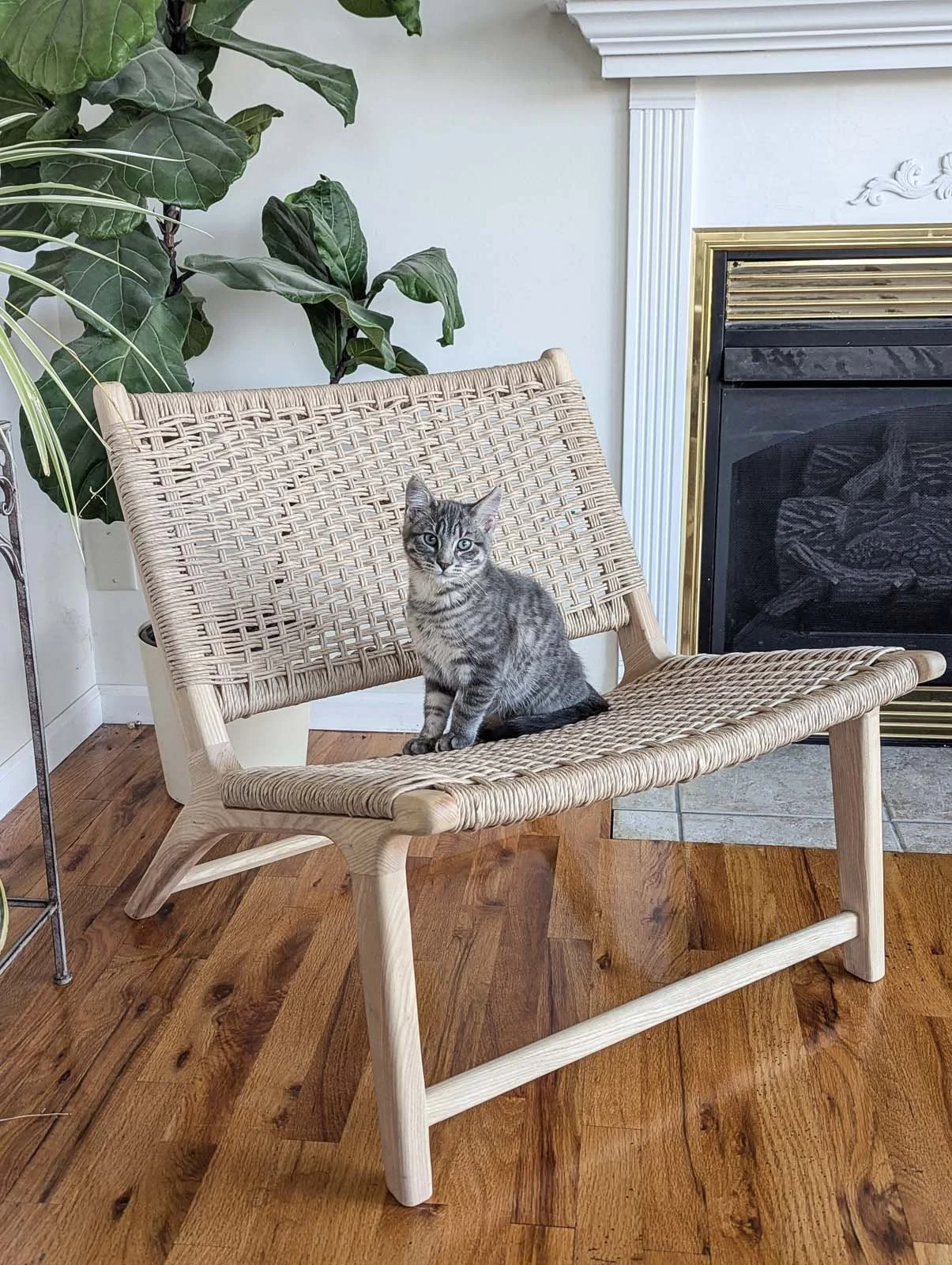 A young tabby cat with green eyes sitting on a woven wooden bench in a living room with a fireplace and large indoor plants.
