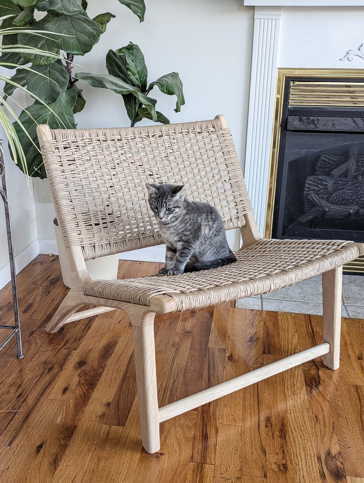 A small gray tabby kitten sitting on a woven wooden lounge chair in front of a fireplace with a gold trim, wooden floor, and large green houseplants.