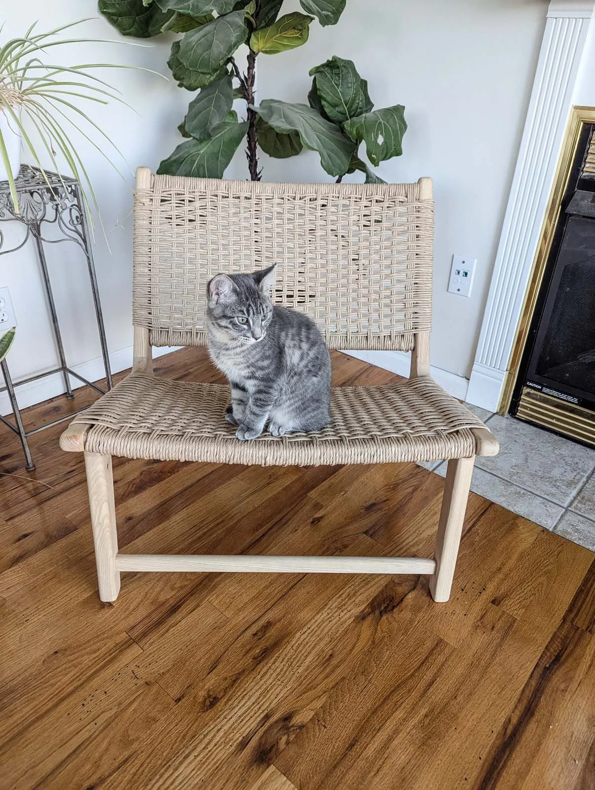 A gray tabby kitten sitting on a woven rattan chair in a living room with hardwood floors, a large indoor plant, and a fireplace.