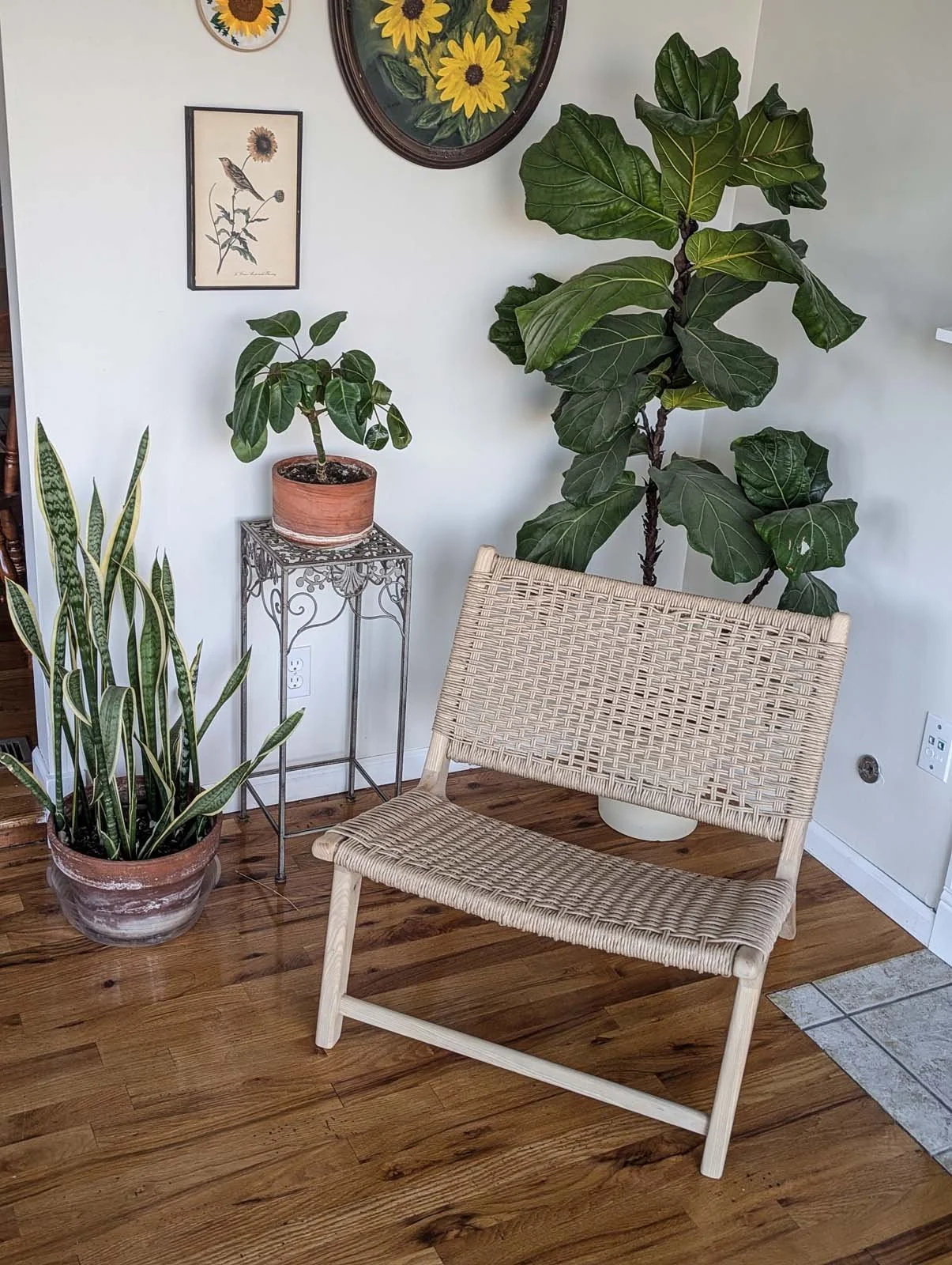 A corner inside a house with a woven rattan chair, a potted snake plant, and a small potted fiddle leaf fig tree on a decorative metal stand, with sunflower artwork on the wall.