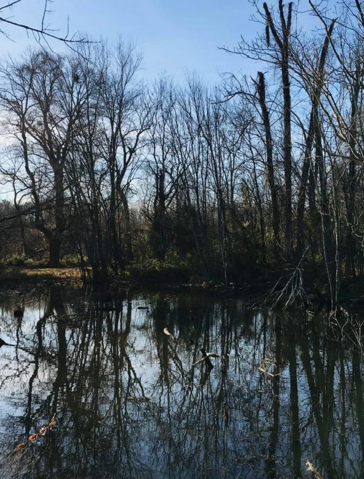 A flooded wooded area with leafless trees reflecting in the water, under a clear blue sky.