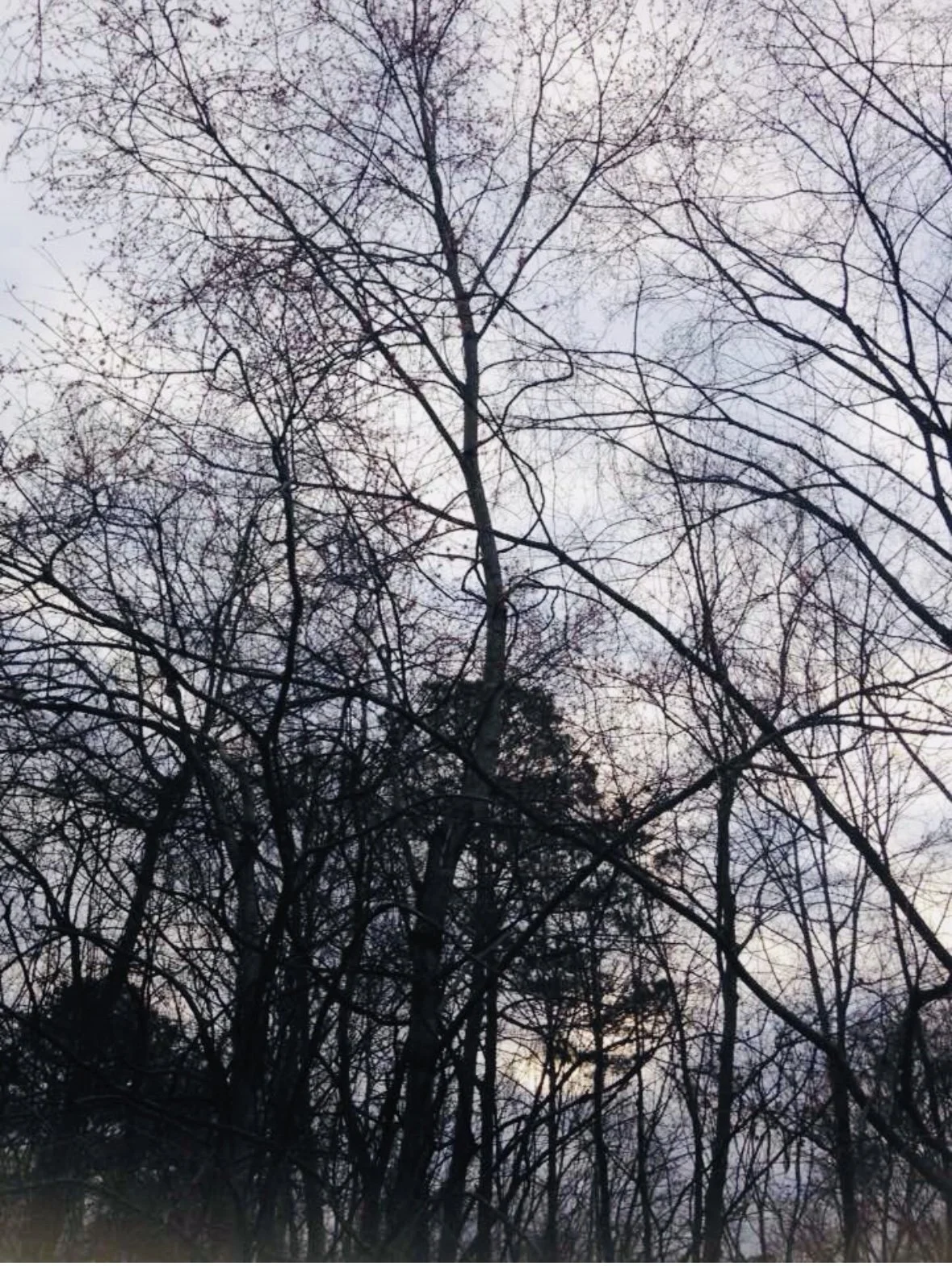View of leafless trees against a cloudy sky in late autumn or winter