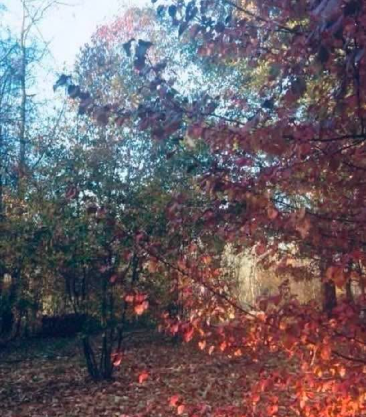 Autumn scene with trees and fallen leaves.
