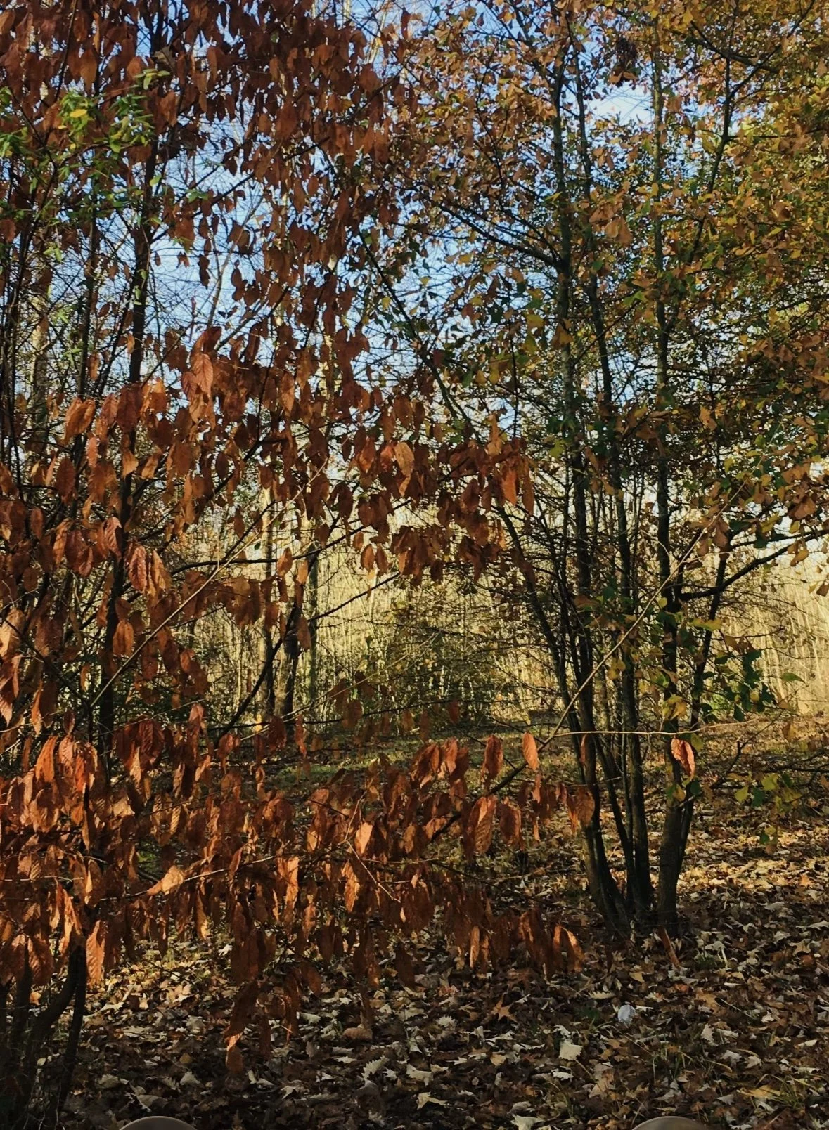 Autumn scene in a forest with trees having orange and green leaves and fallen leaves on the ground under a clear sky.