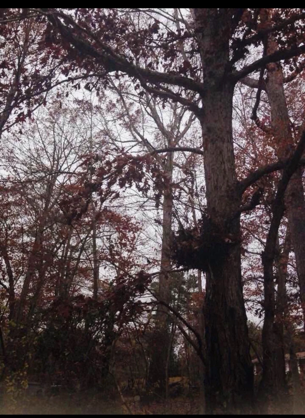 Tall tree with reddish leaves, surrounded by other trees with similar foliage, under a cloudy sky.