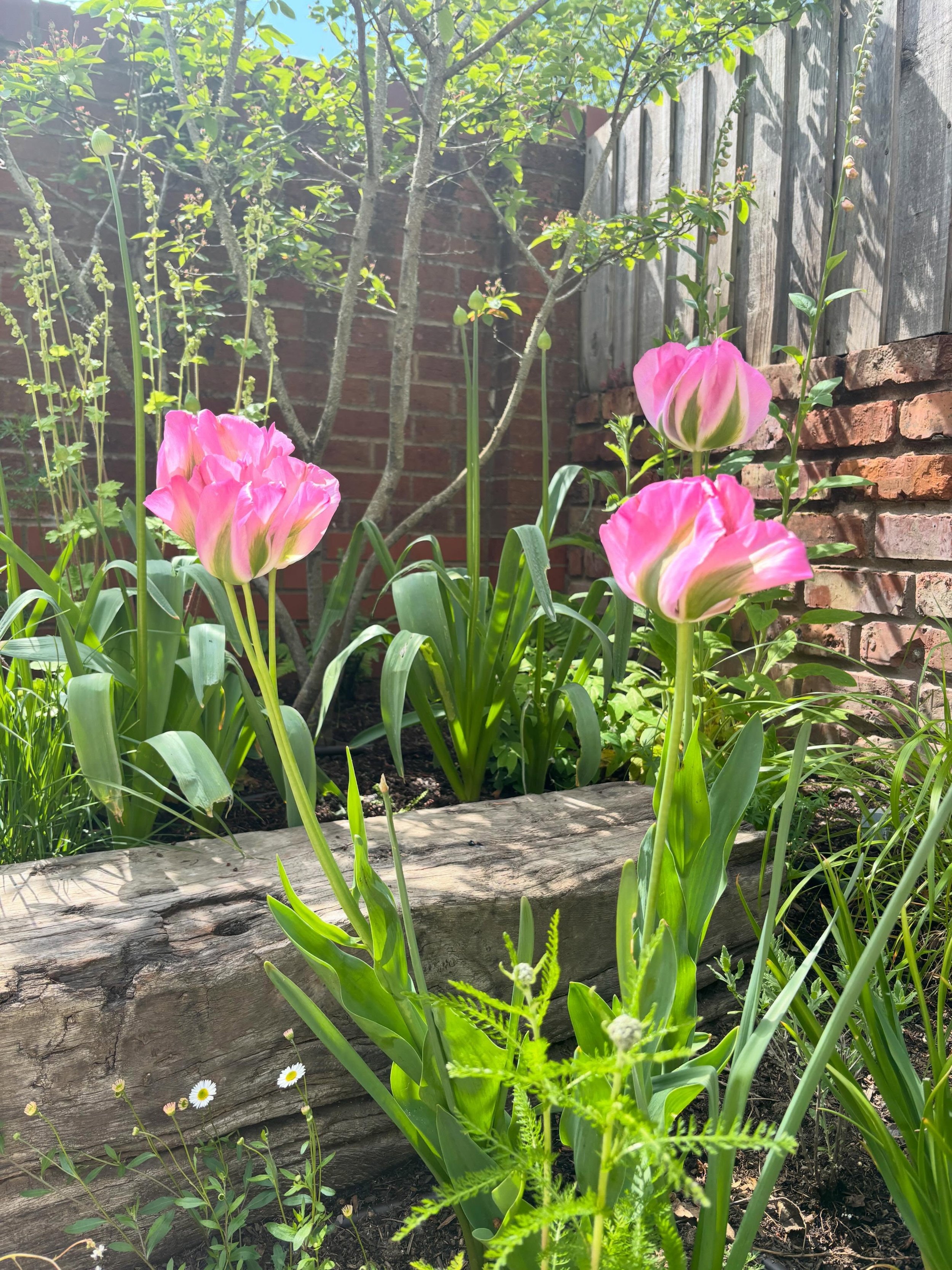 Magical May days...
We&rsquo;ve reached that time of year where if you blink or look away for two minutes, something in your garden will have changed - ten new rose buds will have formed, the alliums will have grown another twenty centimetres and thr