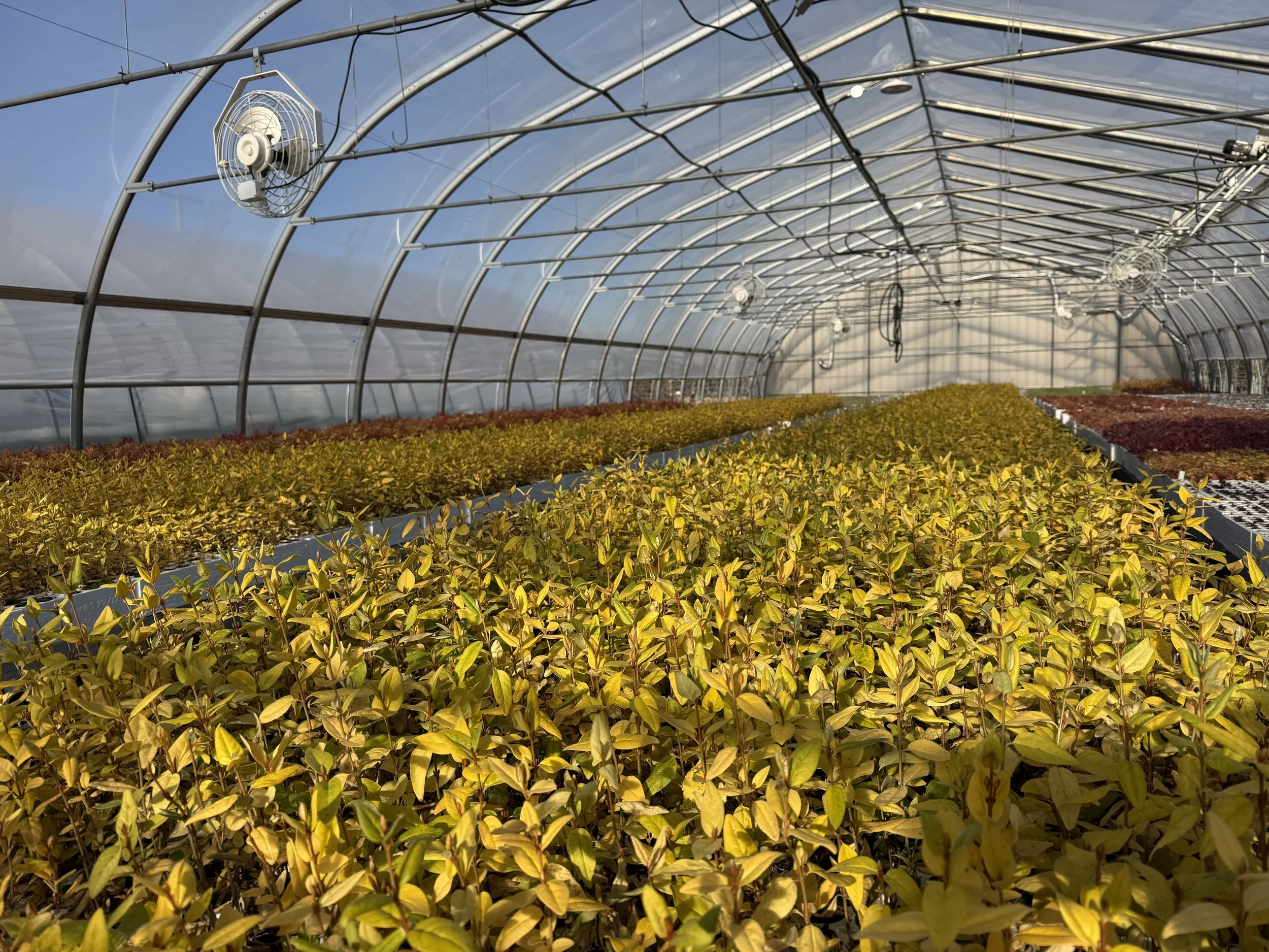 Seedlings In Greenhouse
