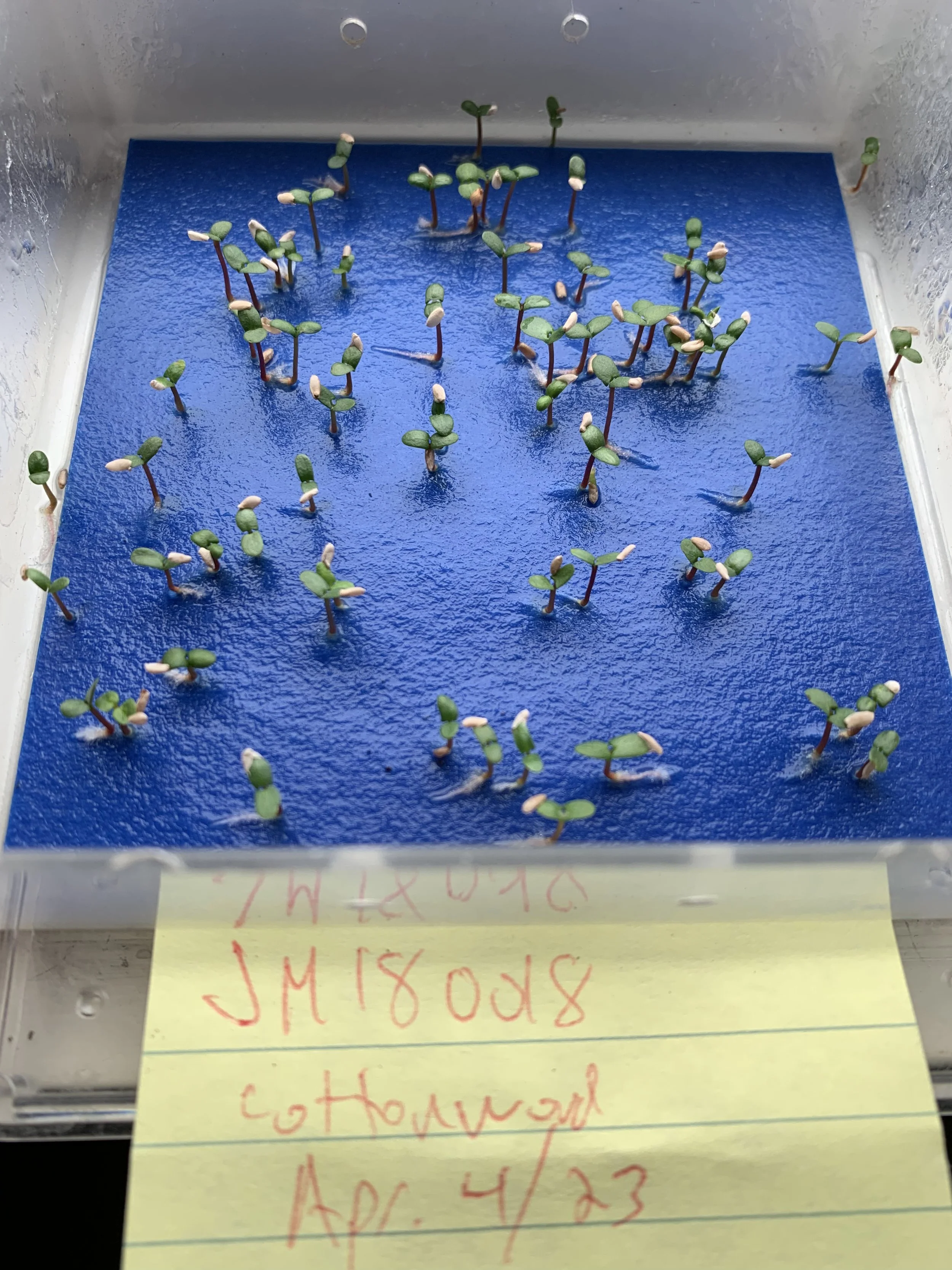 Germinated Seed Lot