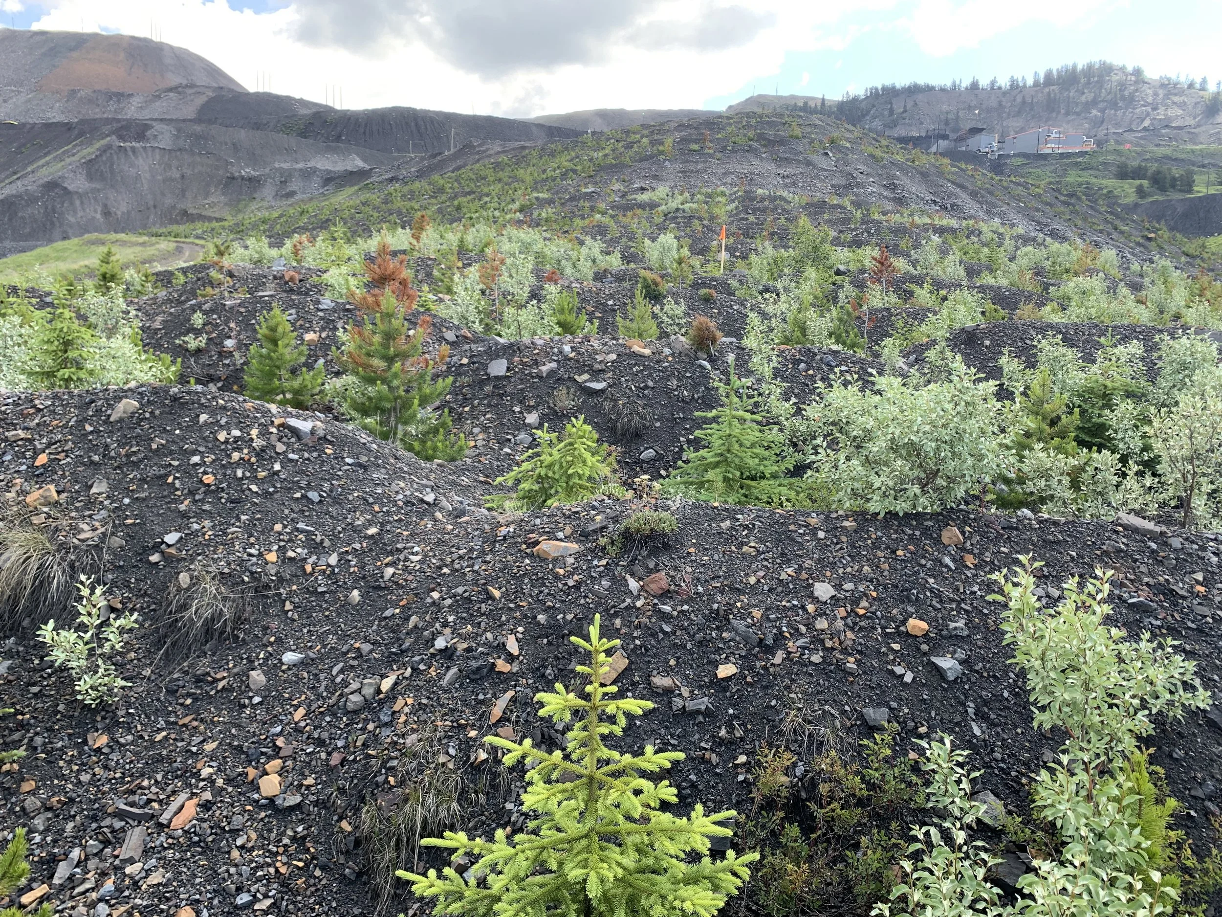 Reclaimed Mine Site