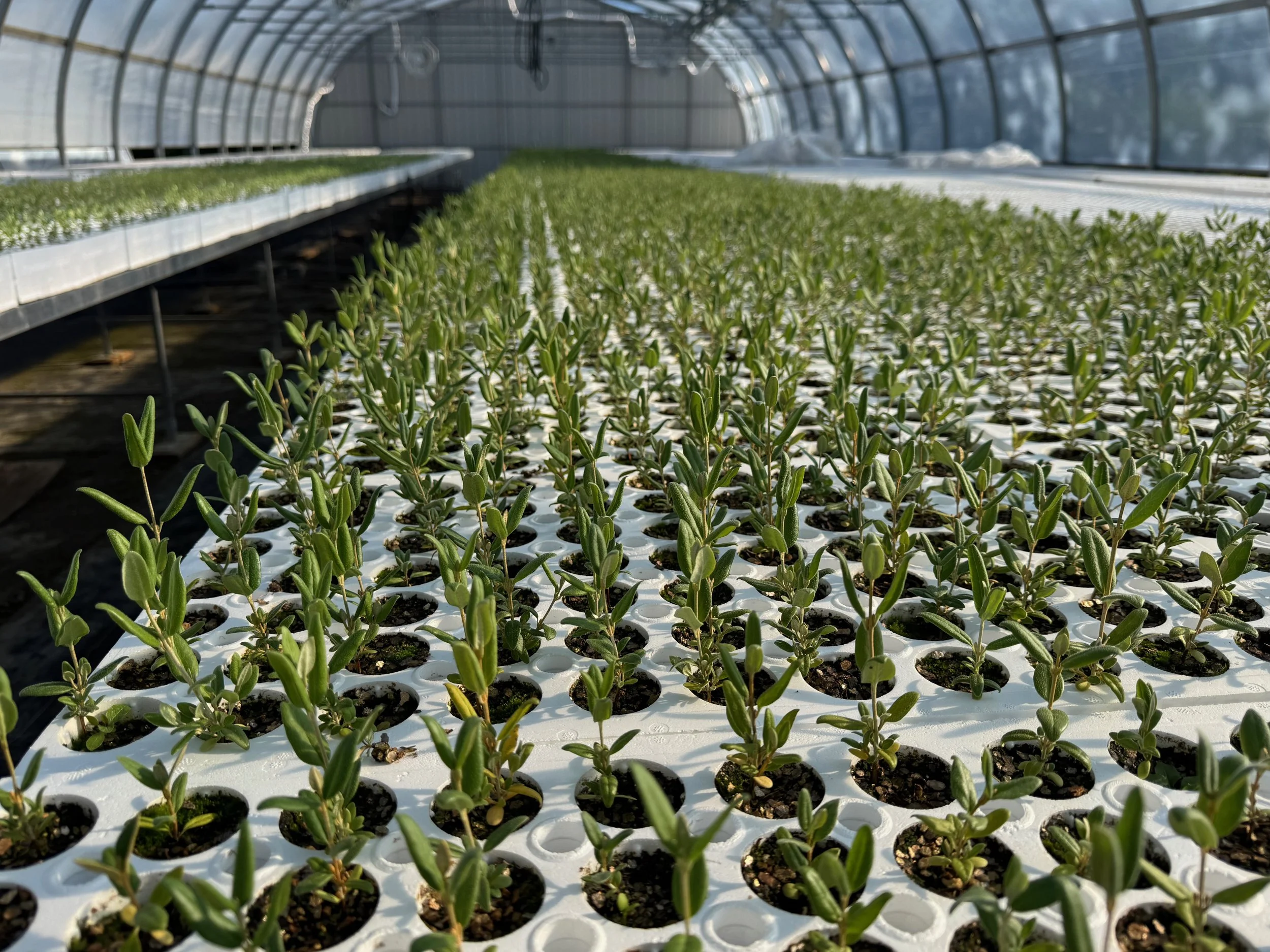 Greenhouse Seedlings