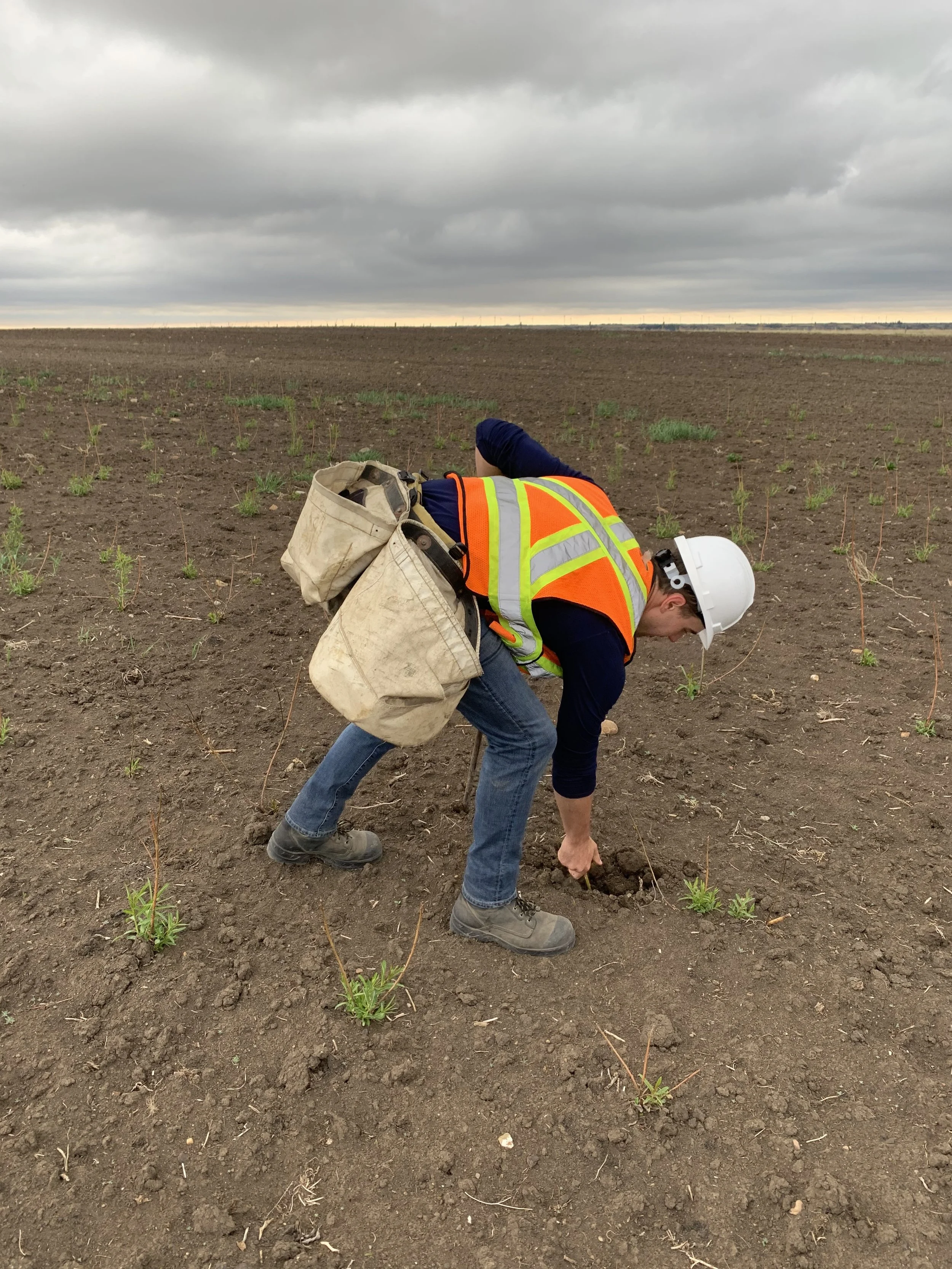 A person wearing a white hard hat, a bright orange safety vest, and carrying a beige backpack is working in a field with small plants. The person is bending down and examining or planting something in the soil. The sky above is cloudy and overcast.