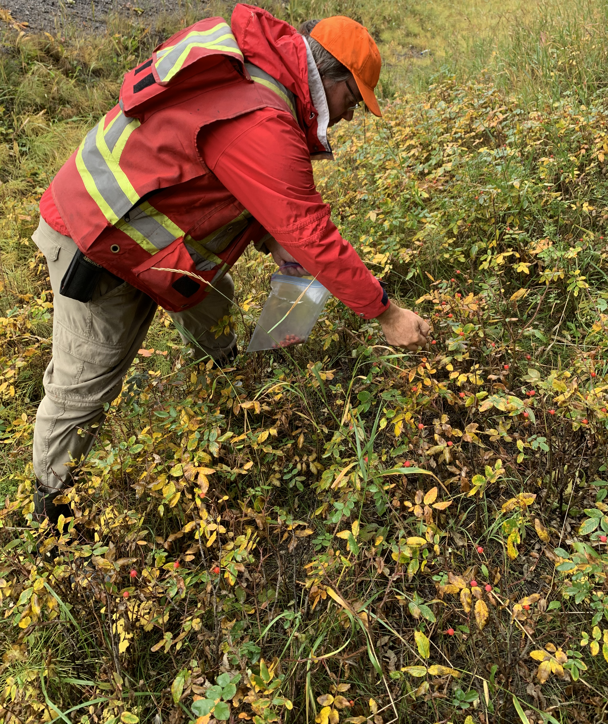 Worker Collecting Seed