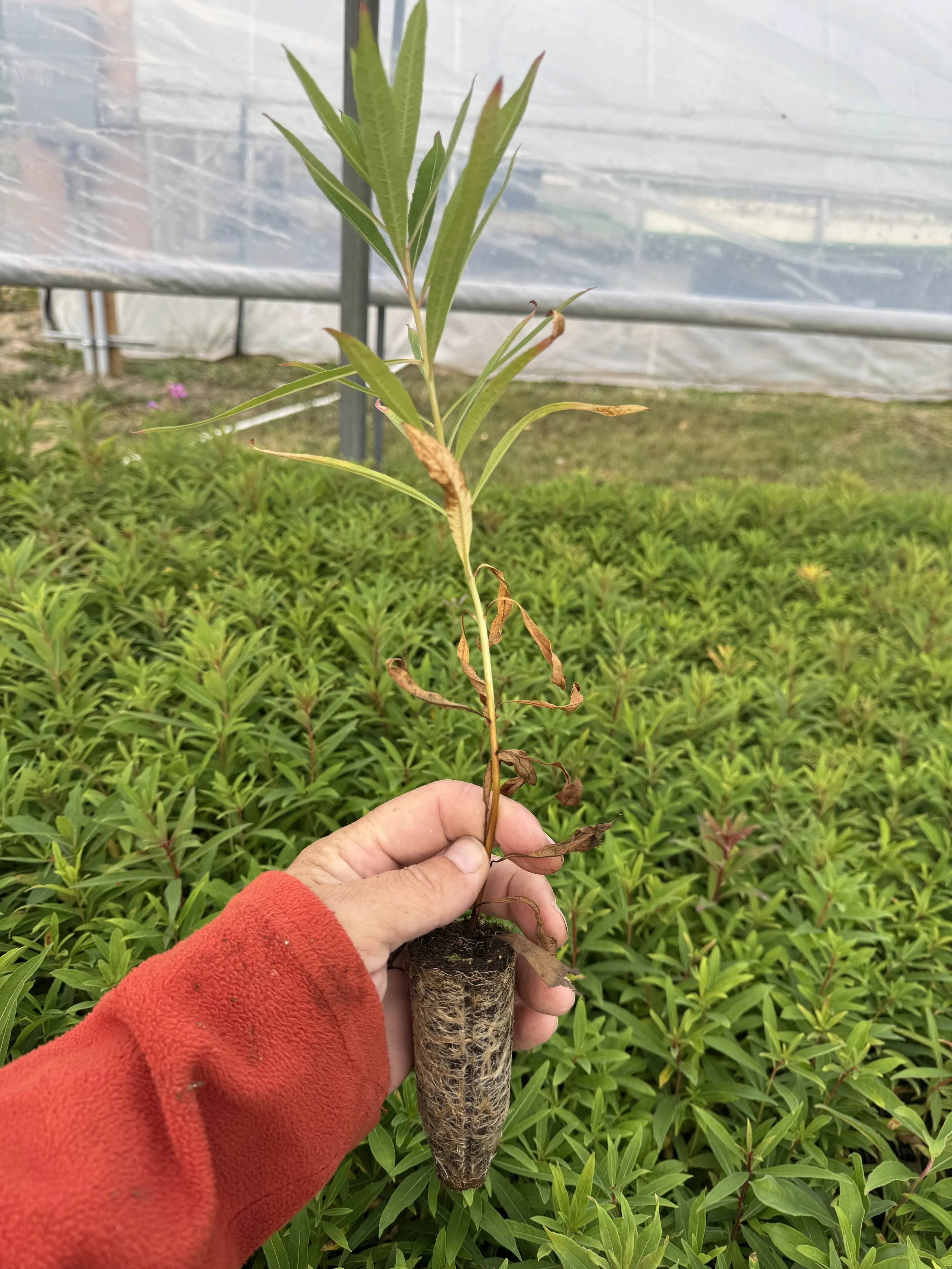 Seedling with Roots