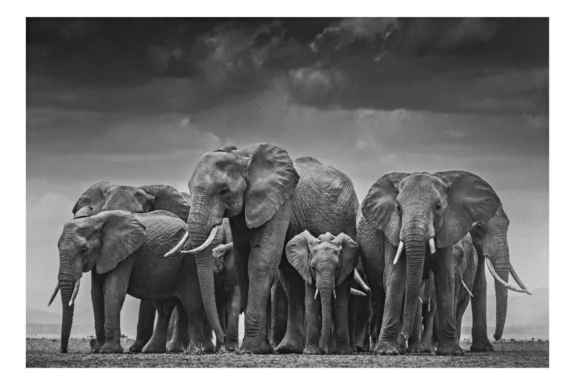 In the wild, female elephants are known as fierce protectors. And when one of their sisters is suffering, they circle up around her. They close in tight, watch guard, and even kick dust around her to mask her vulnerable scent from predators. And yet,