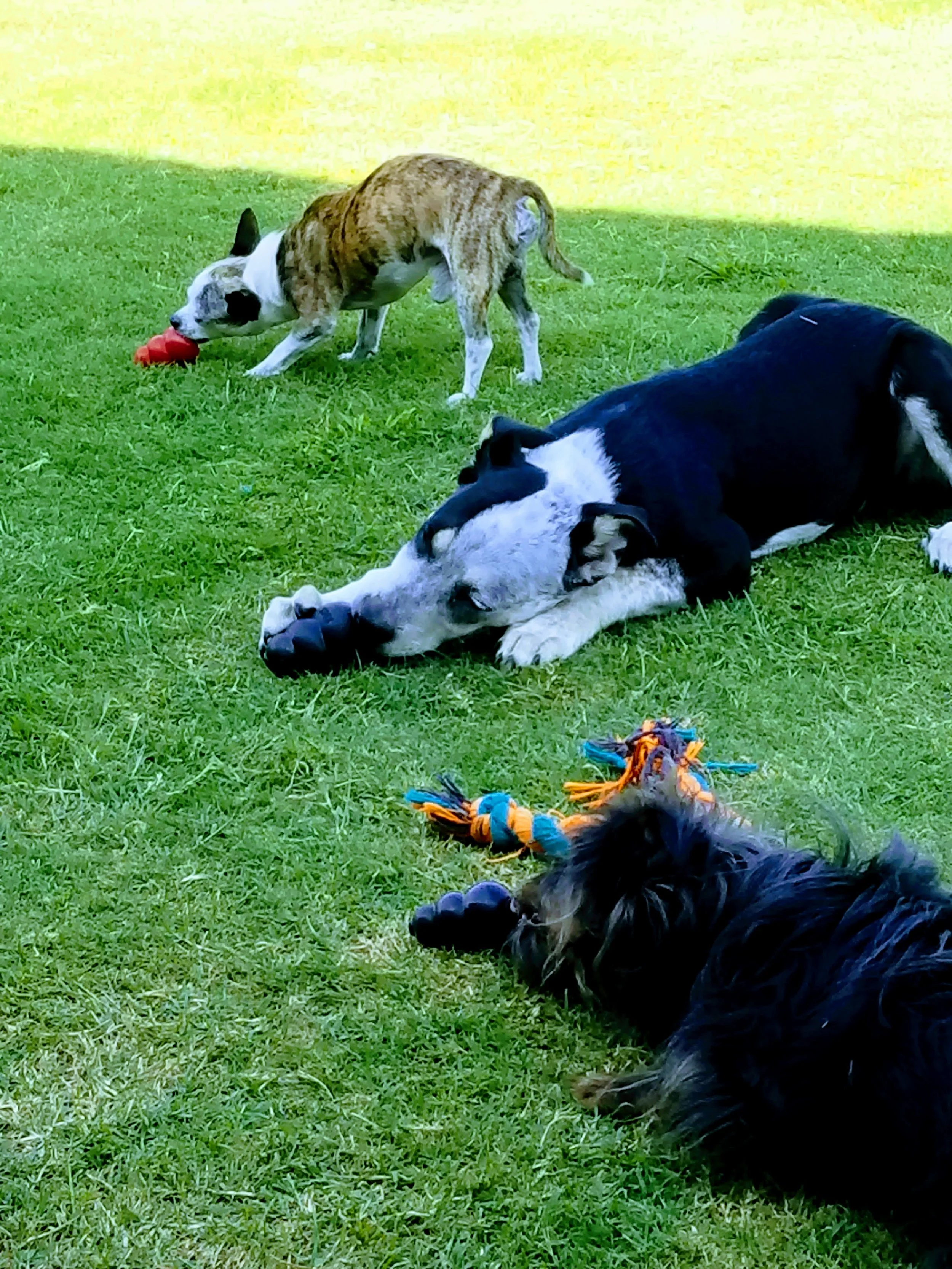 Three dogs playing on a grassy lawn with toys, including a dog with a red toy, a black and white dog lying on the ground, and a small black dog with a colorful rope toy.