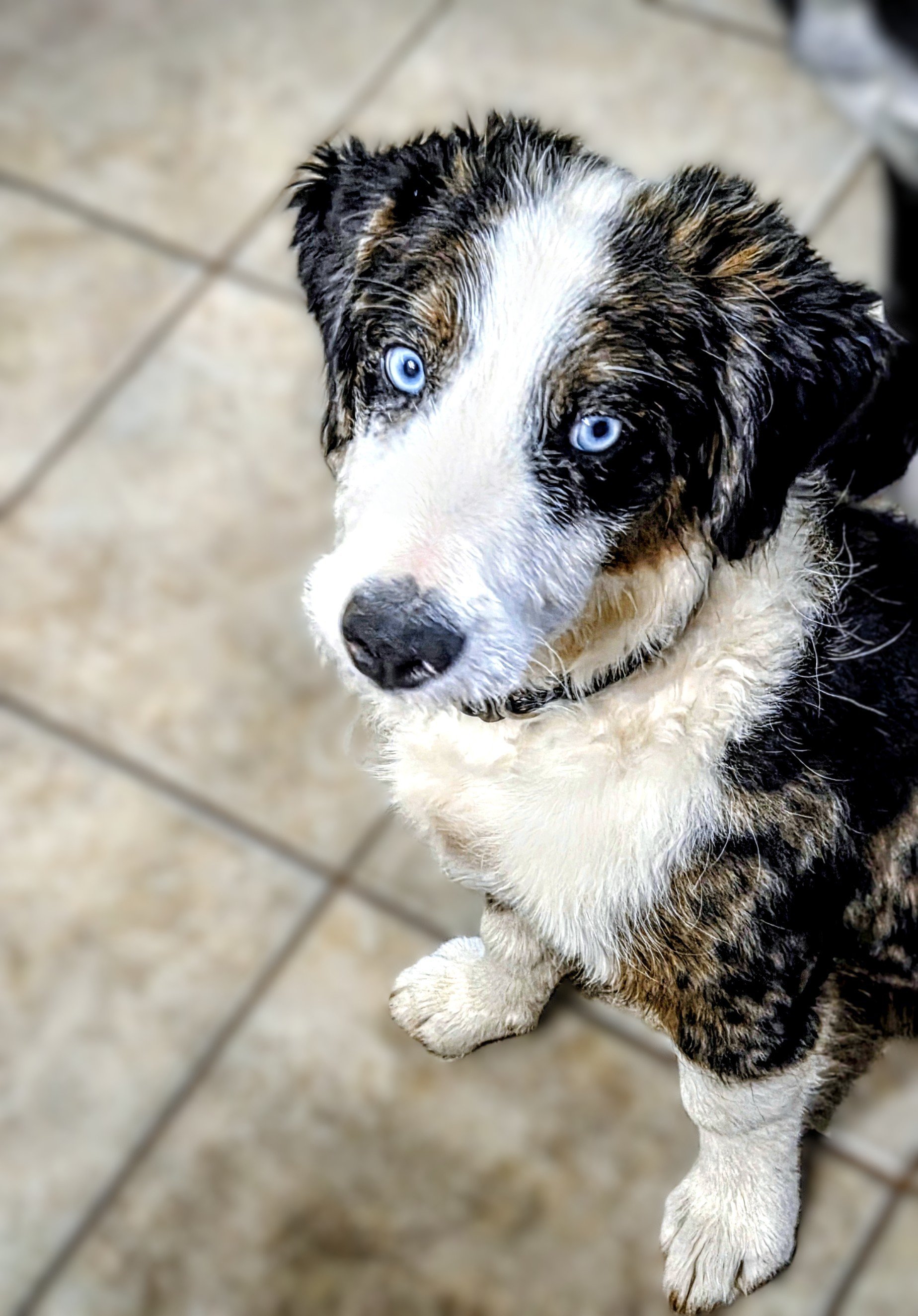 A wet Australian Shepherd puppy with blue eyes sitting on beige tiled floor, looking up.