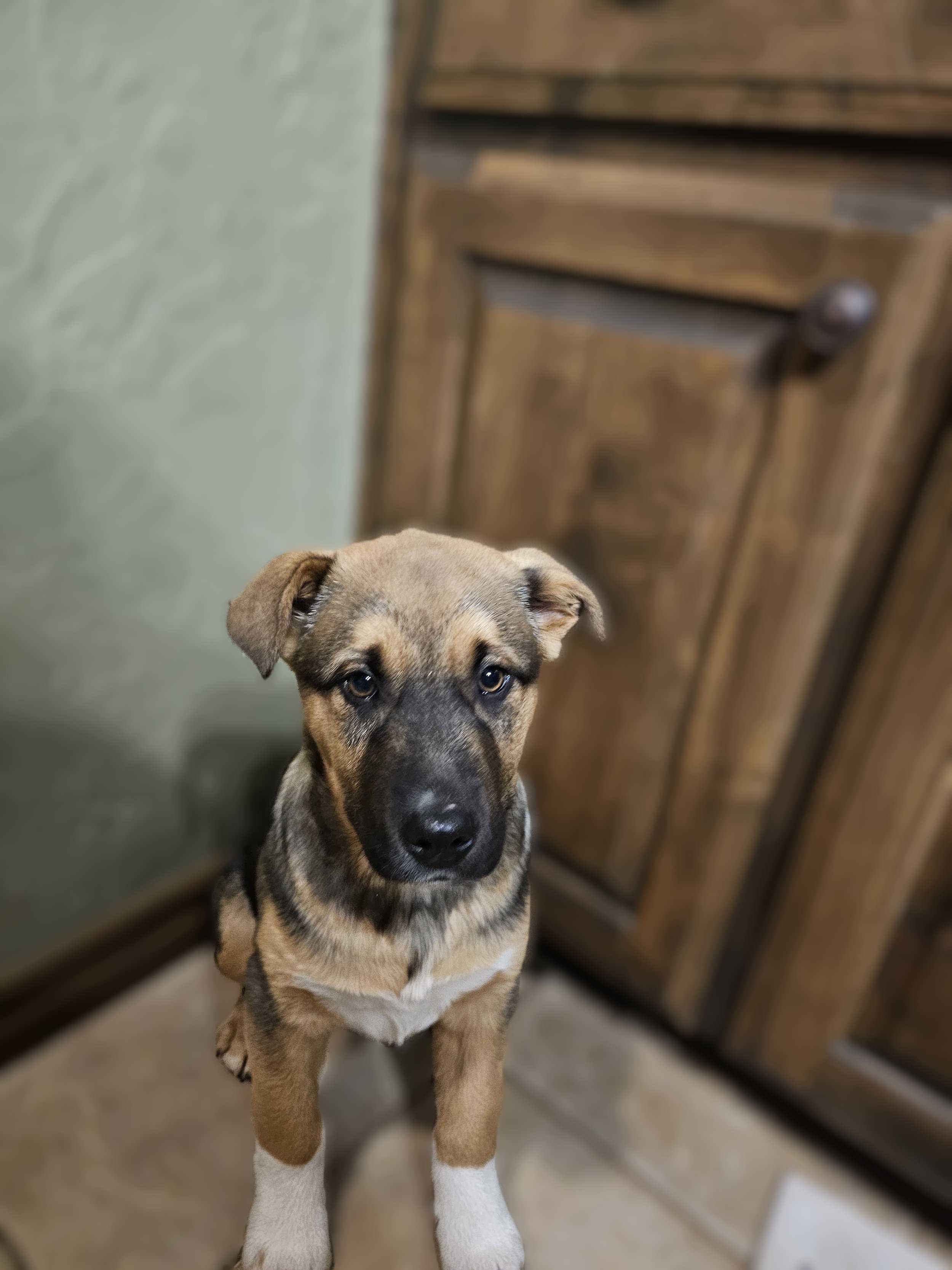A young puppy with a black mask on its face, tan and black fur, and white paws, sitting on a tiled floor near a wooden cabinet and a textured green wall.