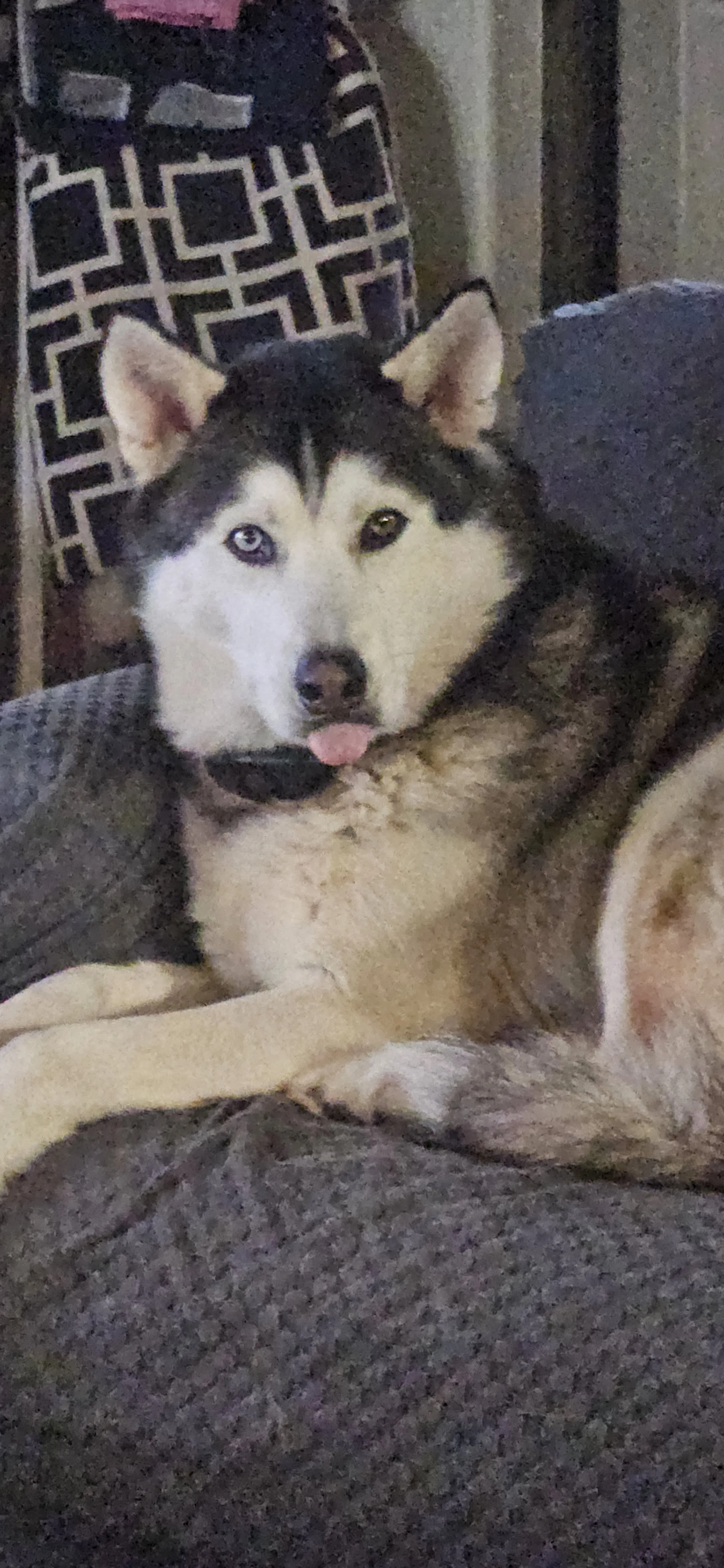 A Siberian Husky dog with blue and brown eyes lying on a couch, with its tongue slightly sticking out. The background includes a patterned black and white pillow and part of a person's shoulder.