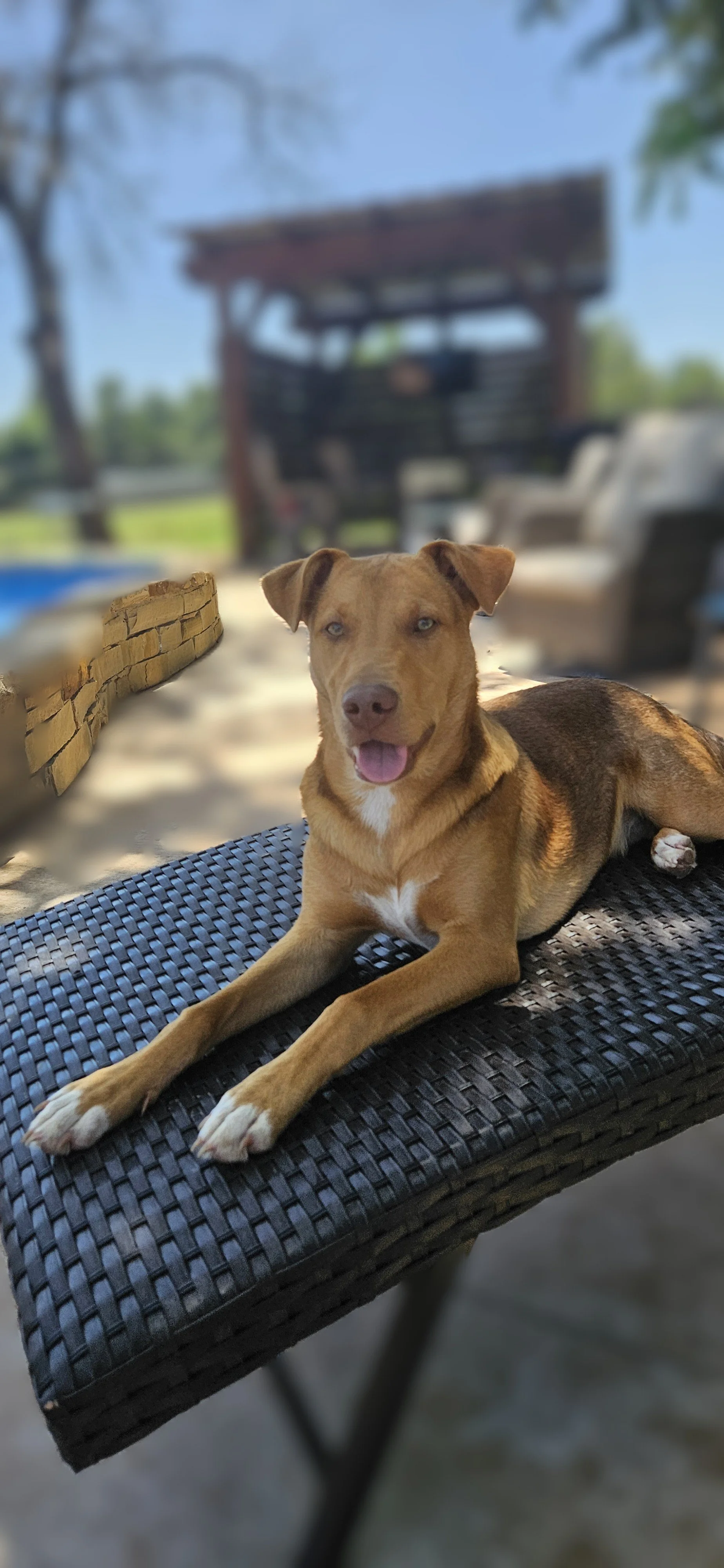 A brown dog with blue eyes lying on a black woven outdoor bench, with an outdoor lounge area, pool, and trees in the background on a sunny day.