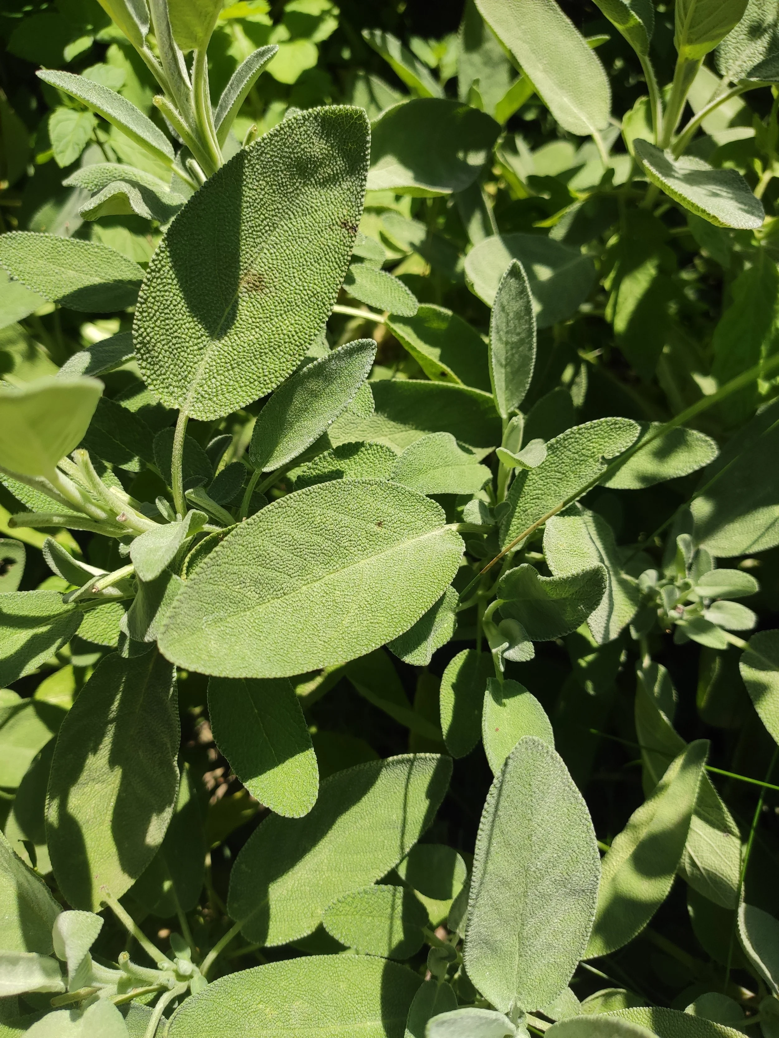 Ganz im Sinne des Kräutertees 11.07.2027